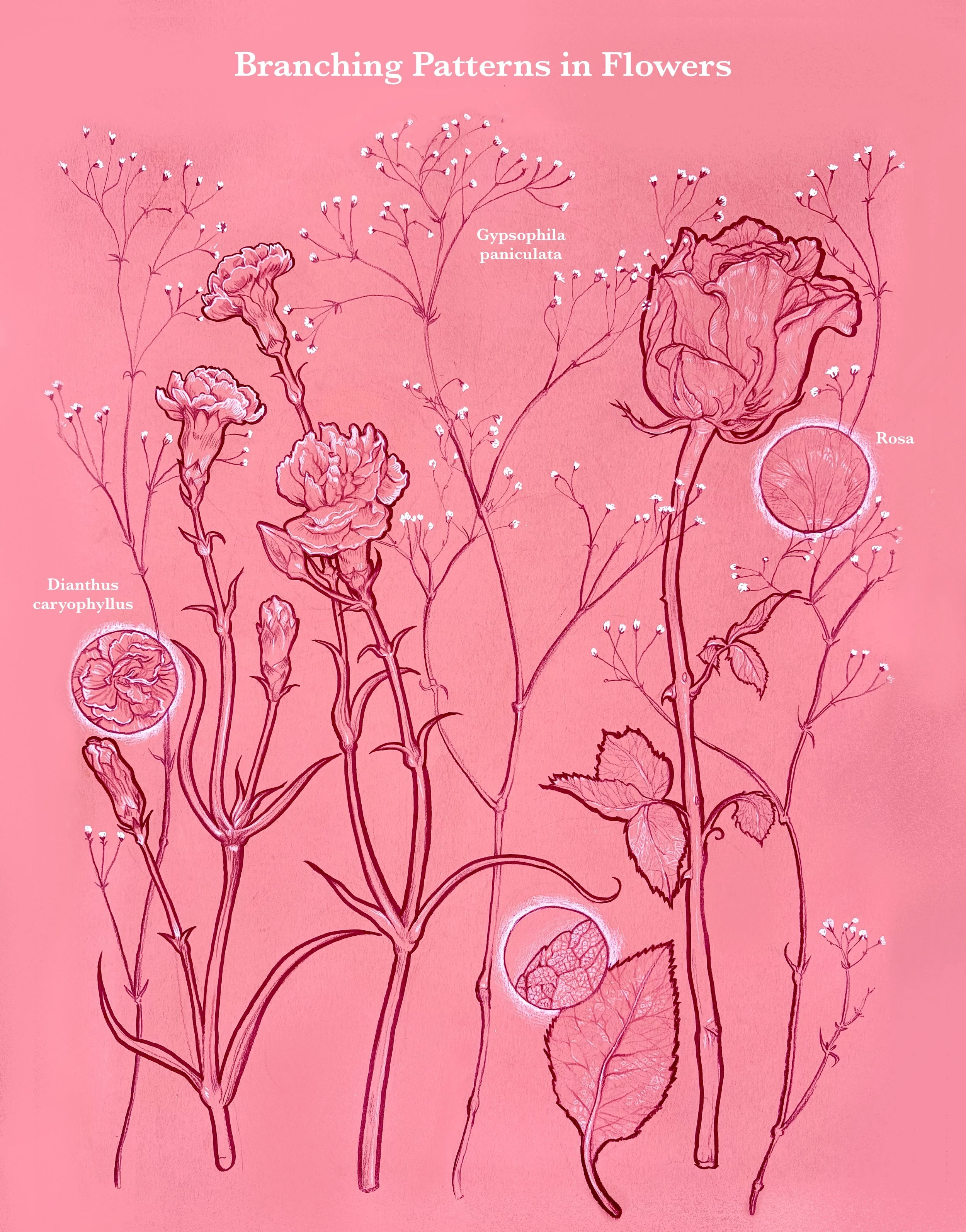 Diagram of branching patterns in flowers showing Dianthus caryophyllus, Gypsophila paniculata, and Rosa with detailed illustrations of different parts.