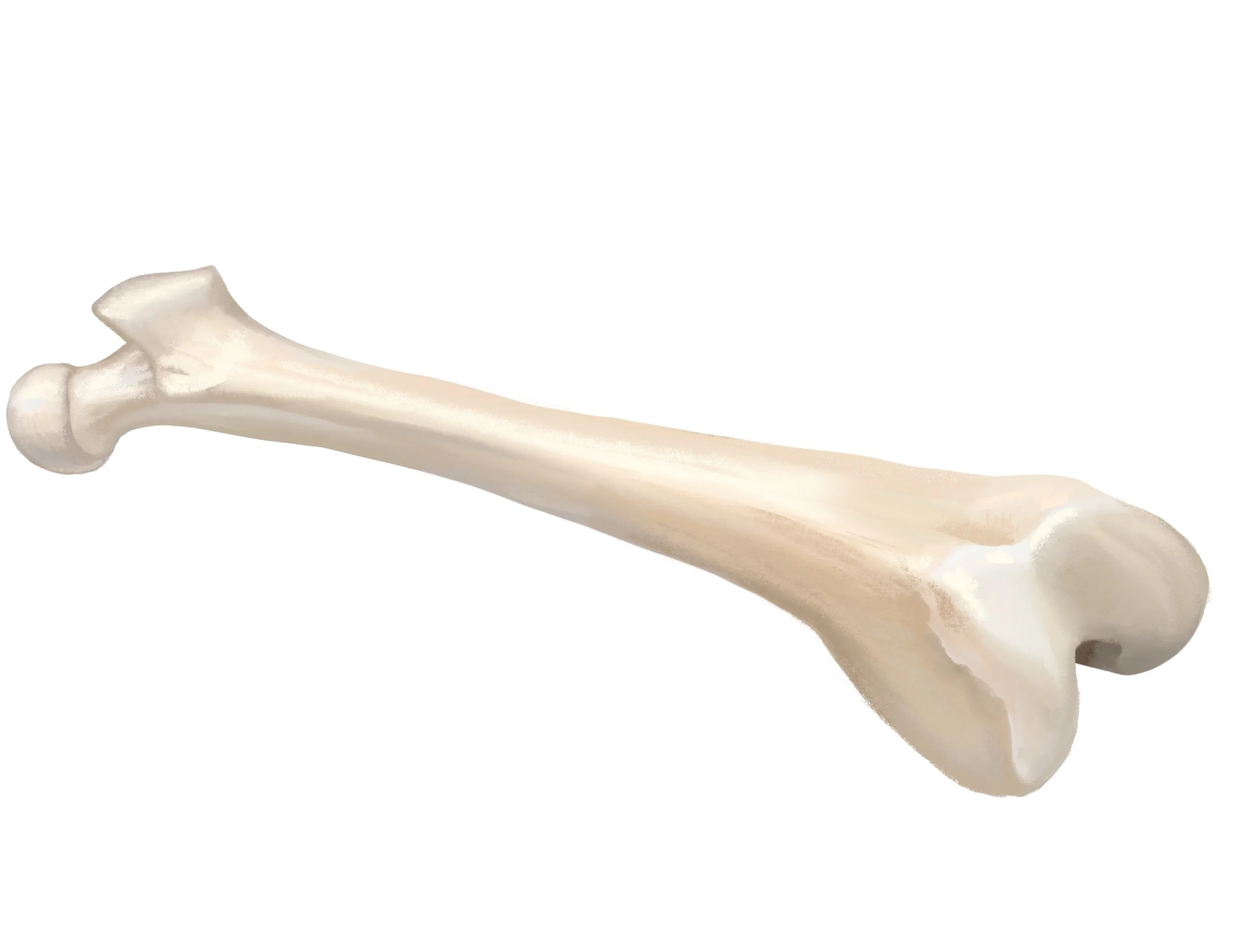 A human leg bone, specifically a femur, with a rounded head on one end and a joint surface on the other.
