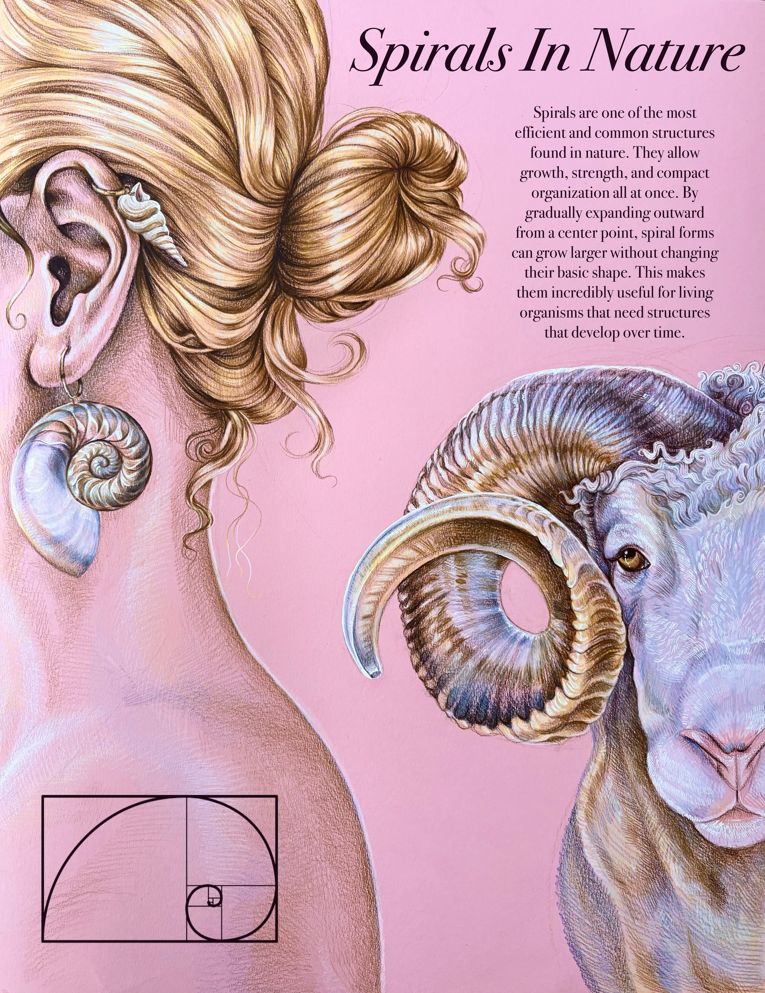 Illustration showing a woman's head and a ram's head with intertwined spiral horns, highlighting natural spiral structures and golden ratio.