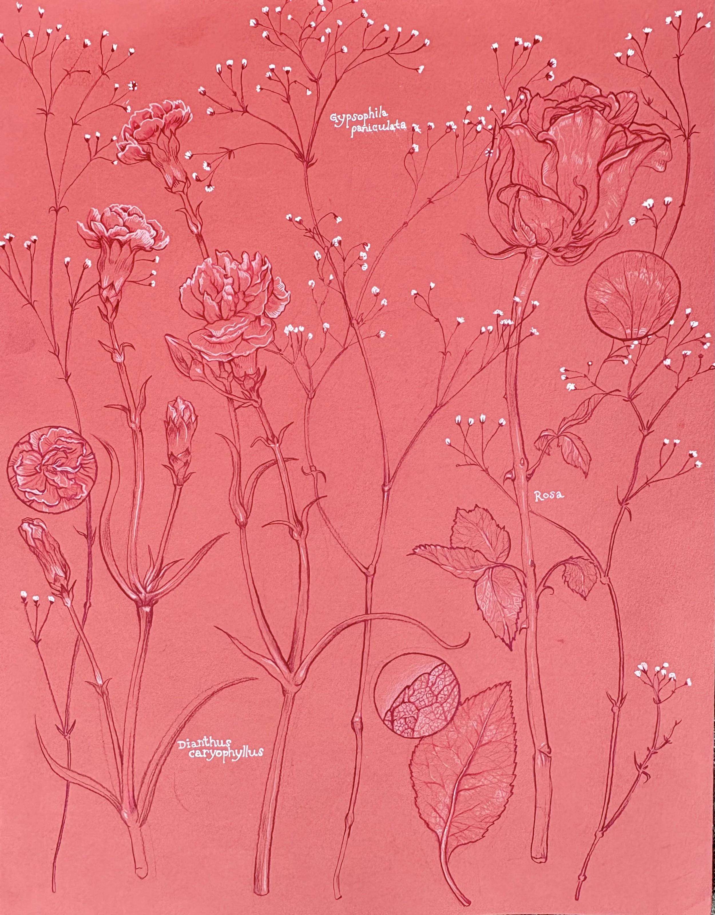 Flora Scientific Drawing Original