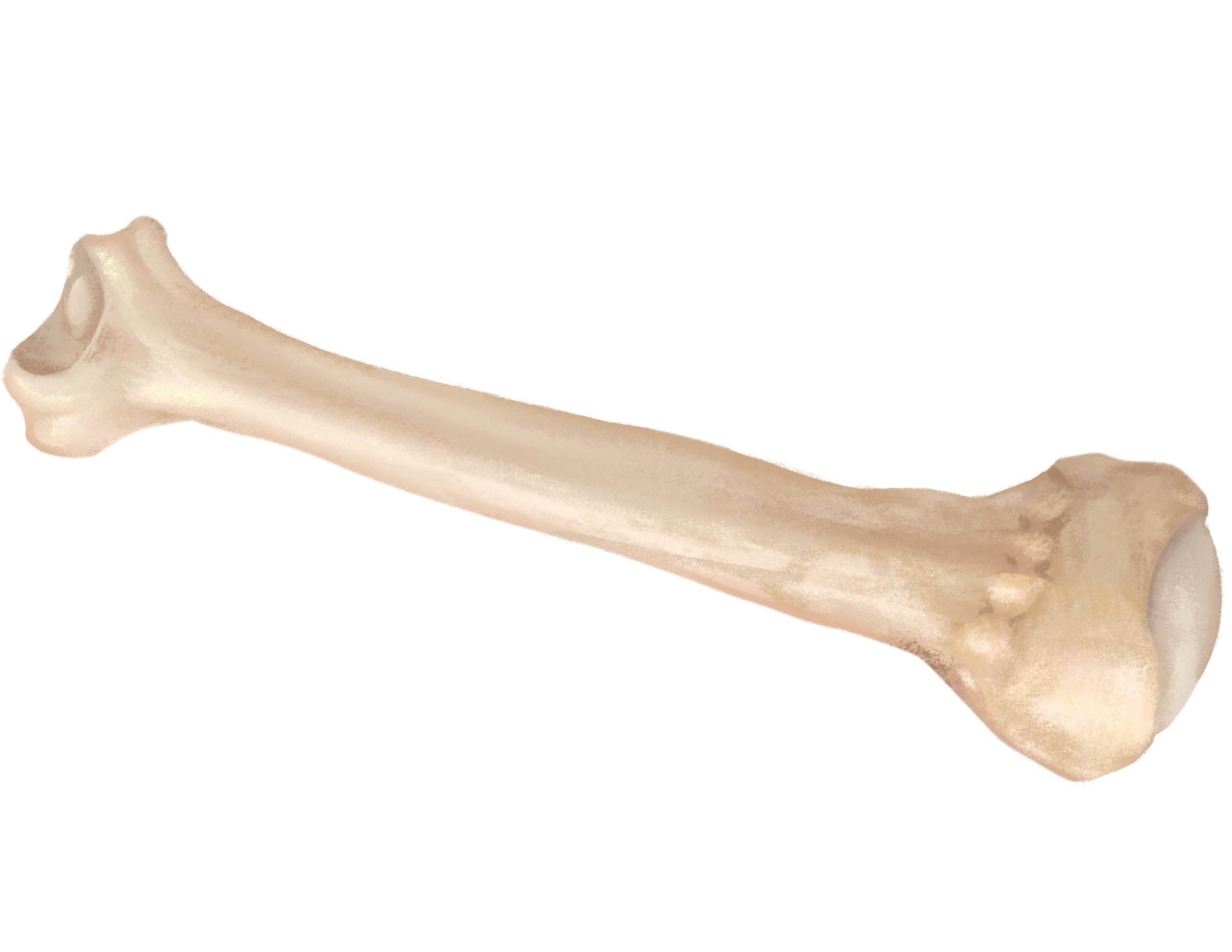 A human femur bone isolated on a white background.