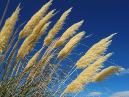 Caregiver & Family Support: