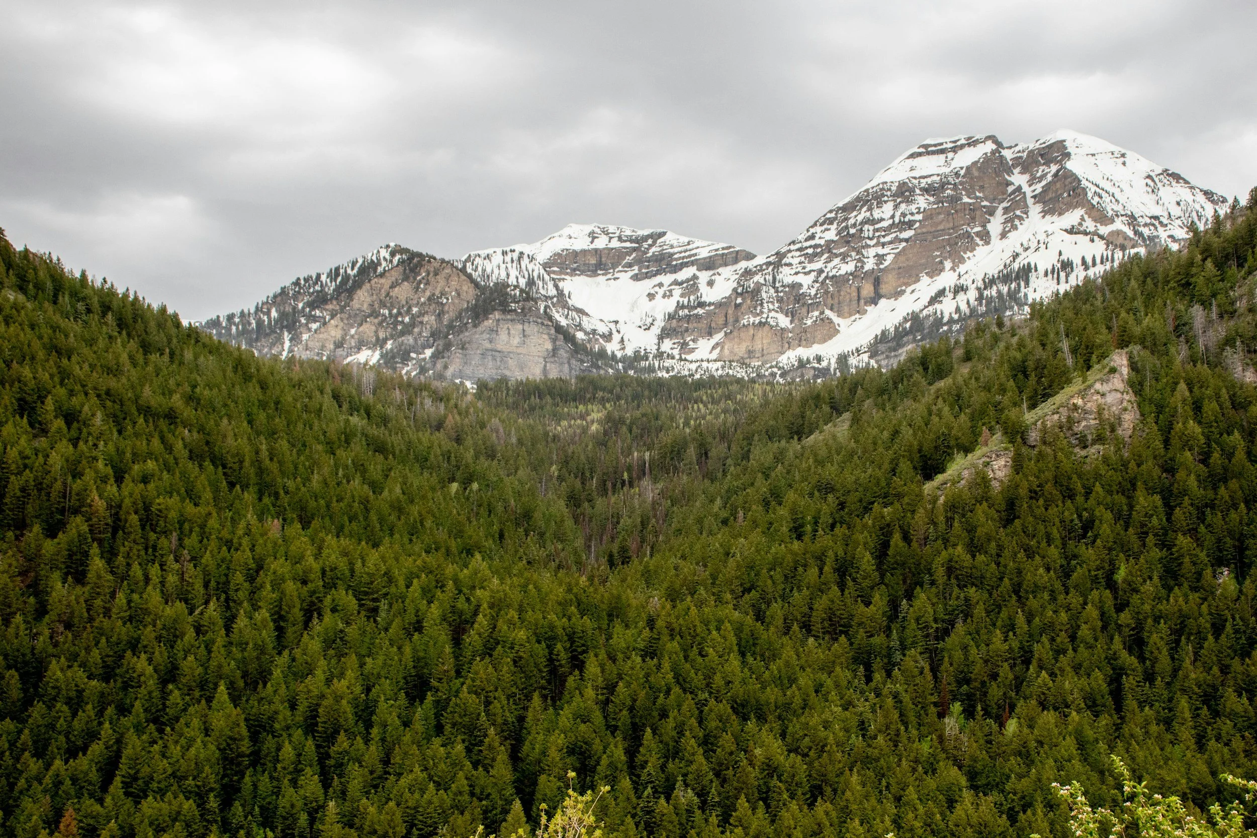 service area image for black forest colorado for Julie Robertson - veteran home team - remax real estate group - top realtor and real estate agent in black forest colorado