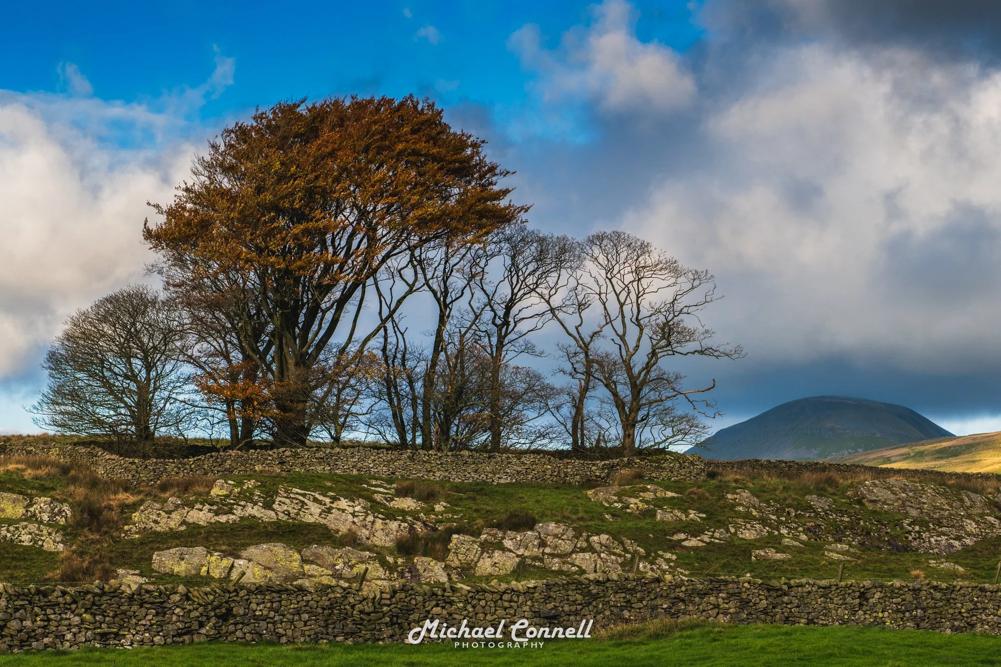 Landscape with leafless deciduous trees, stone walls, grass, and a mountain in the background under cloudy sky