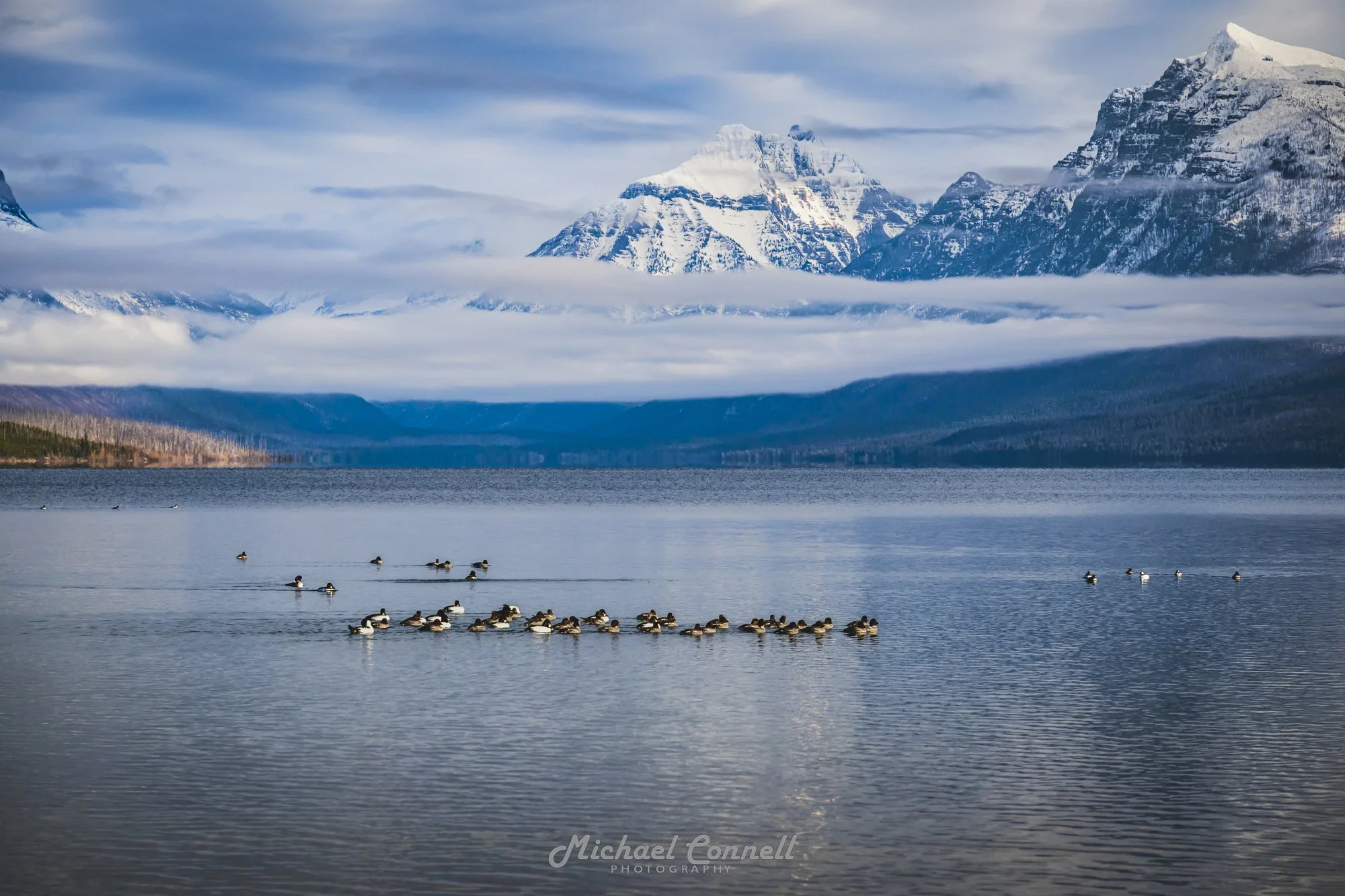 Goldeneye Ducks on Lake McDonald, Montana