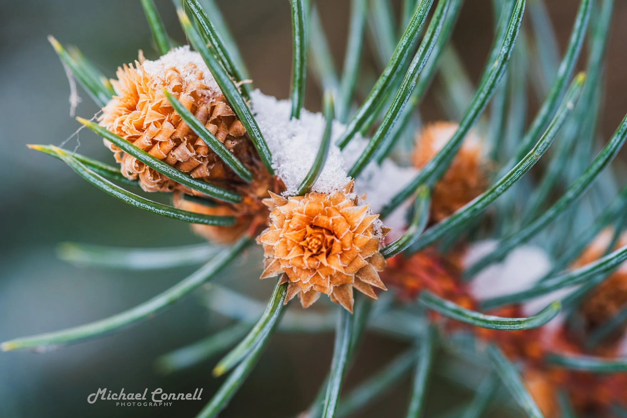 BigFreeze-1.jpg