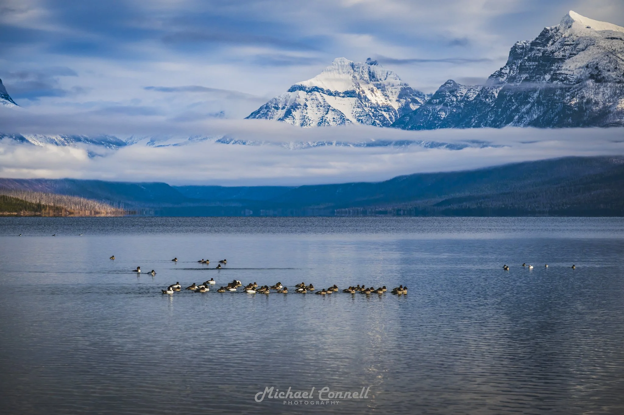 Goldeneye Ducks on Lake McDonald