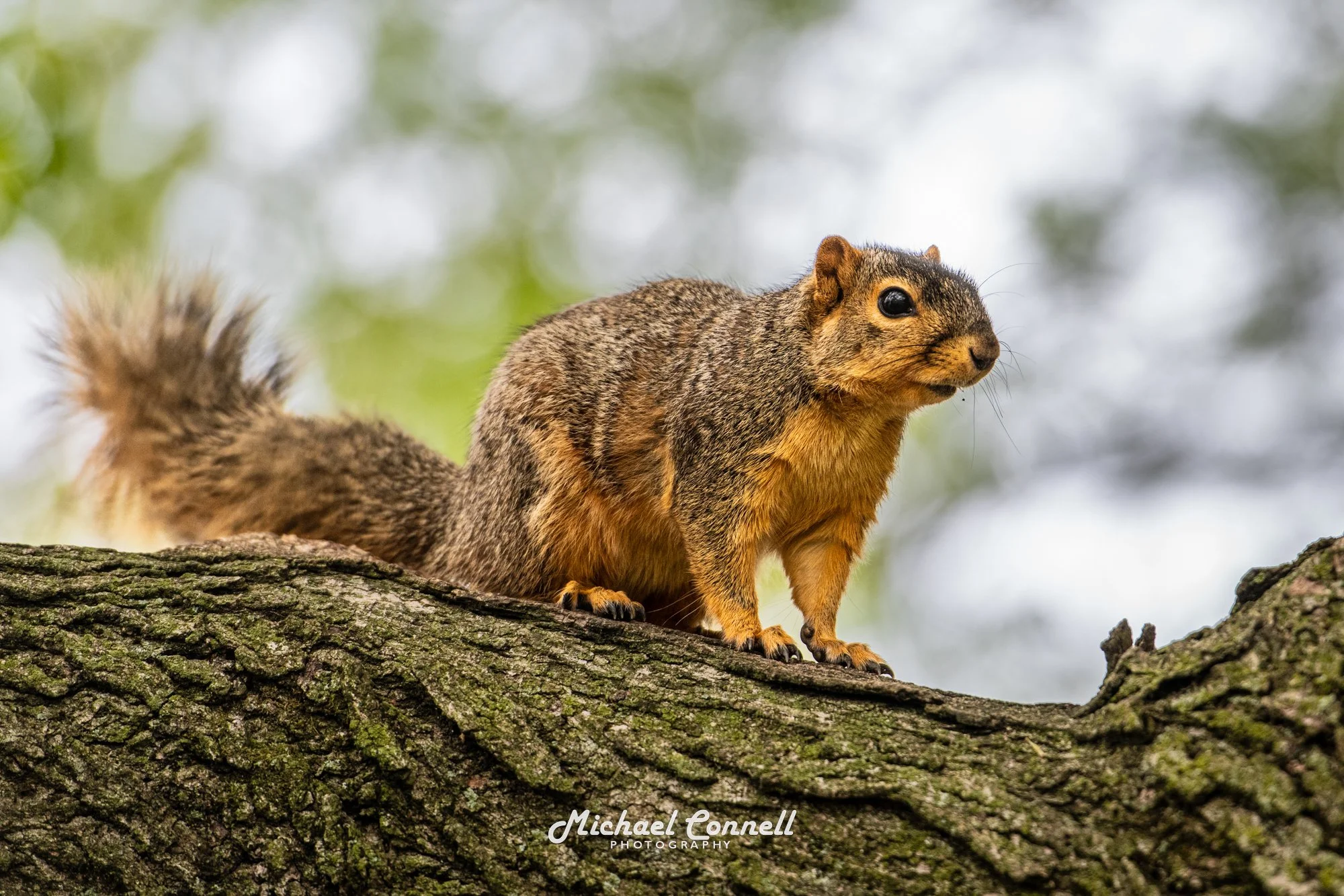 YoctangeeSquirrel.jpg