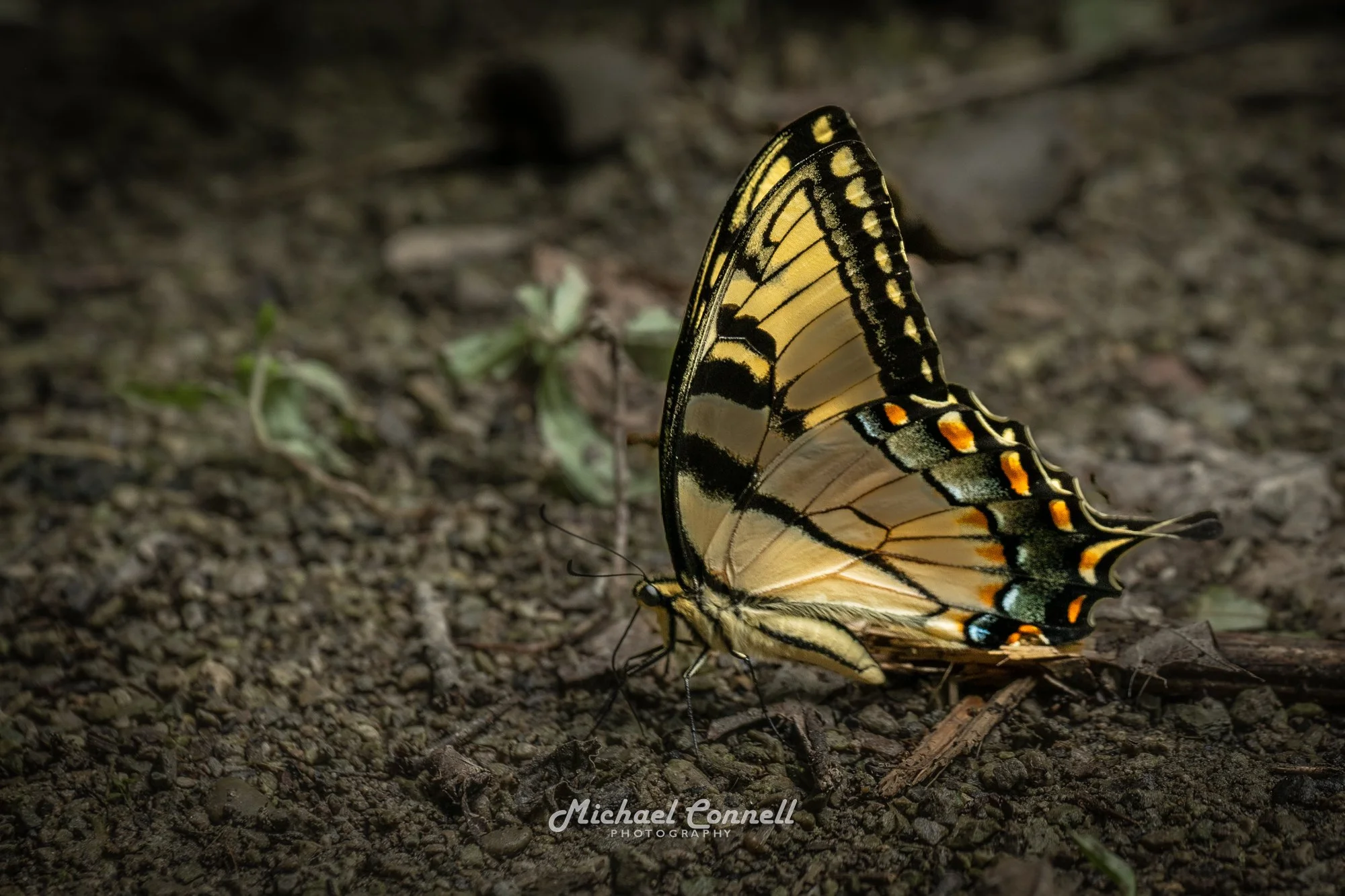 EasternTigerSwallowtail.jpg