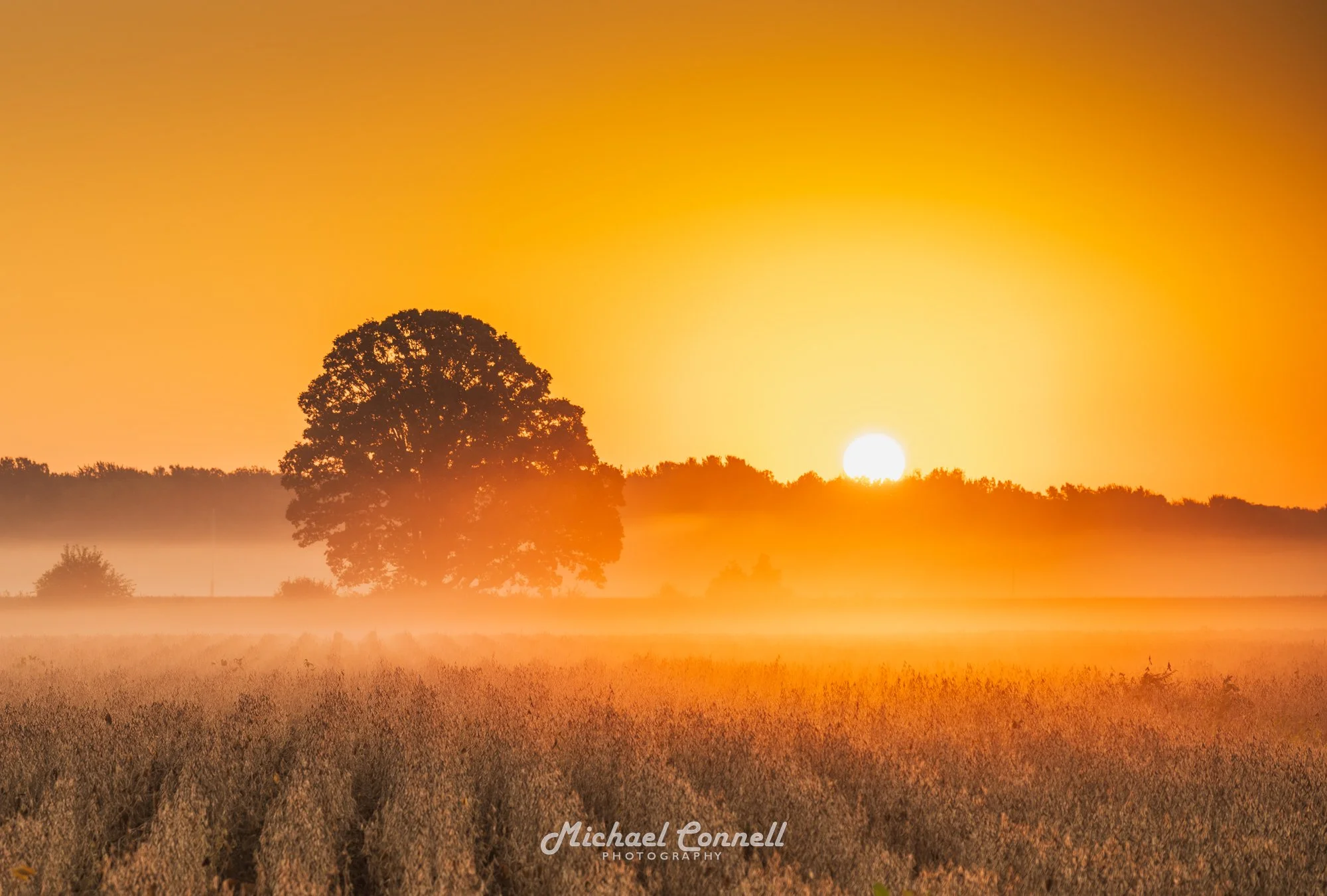 A sunset over a field of tall grass with a large tree silhouette and distant trees, with the sun near the horizon and a hazy sky.
