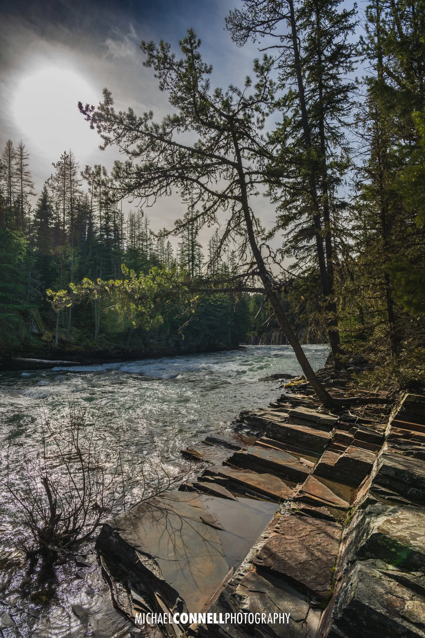 A river flowing through a forest of tall pine trees with rocky banks and a partly cloudy sky.