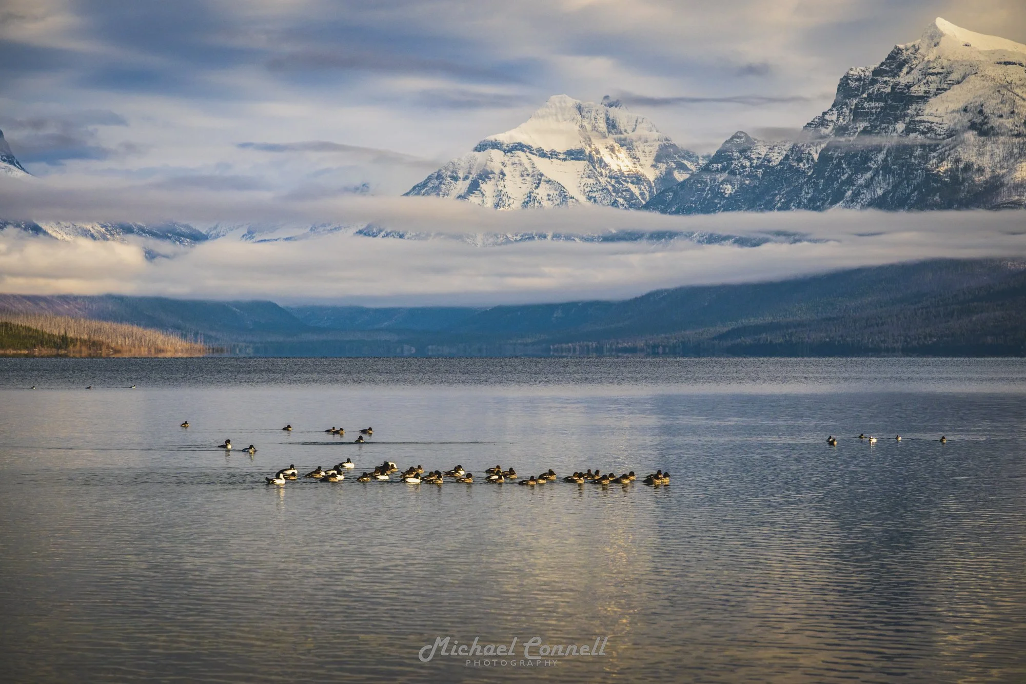 Goldeneye Ducks on Lake McDonald, Glacier National Park, Montana
Nikon Z8