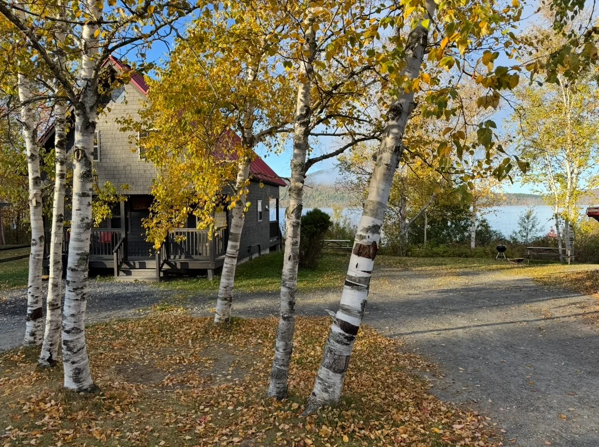 A lakeside scene with a humble cabin, several deciduous birch trees with yellow leaves, a gravel parking area, and a view of the lake in the background. The sky is mostly clear with some clouds.