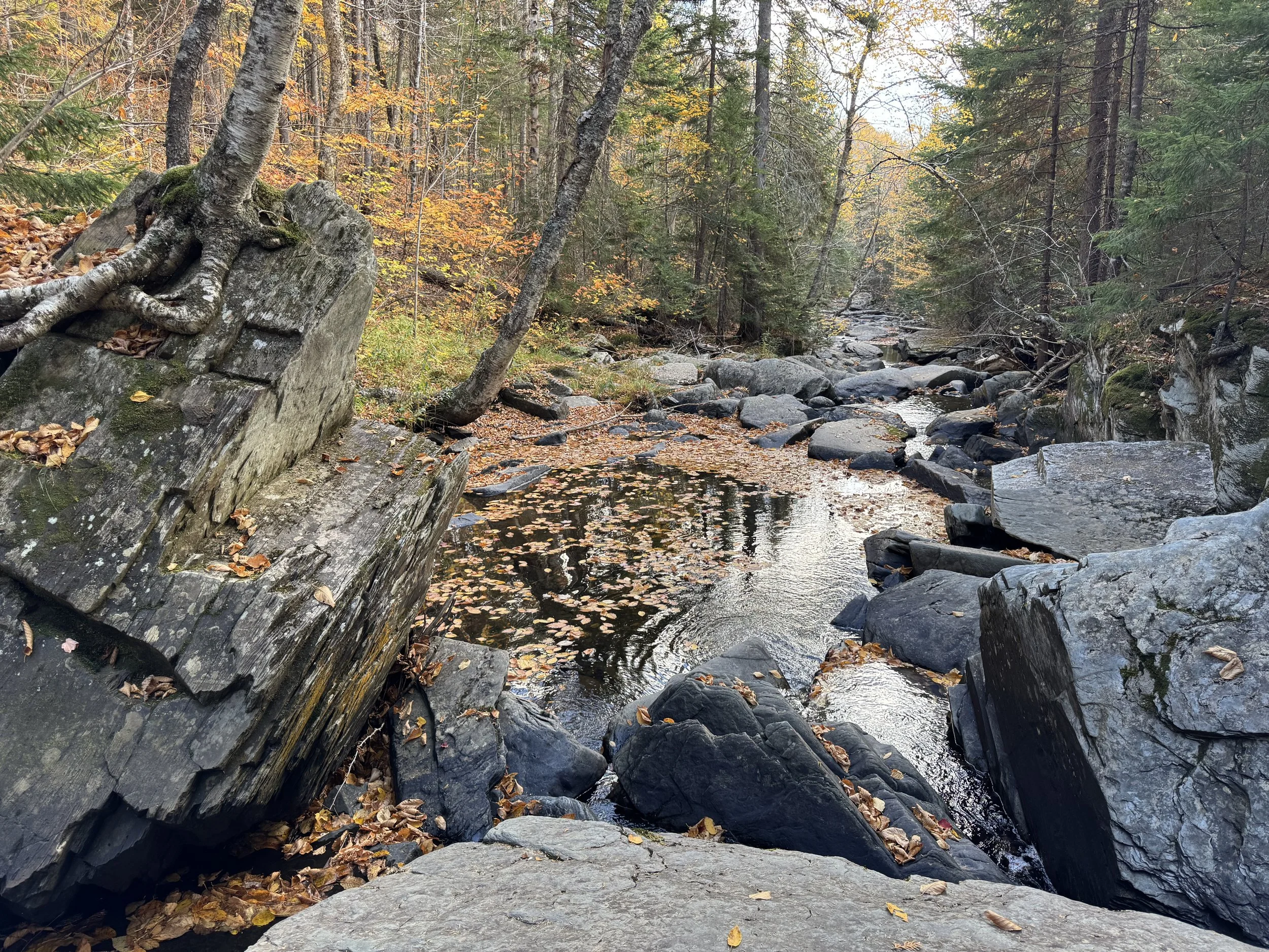 A rocky sandy stream near Holeb Pond in a autumn forest with fallen leaves on the water and ground, surrounded by trees with orange and green foliage.