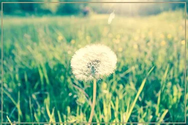 Close-up of a dandelion seed head in a grassy field with a blurred background.