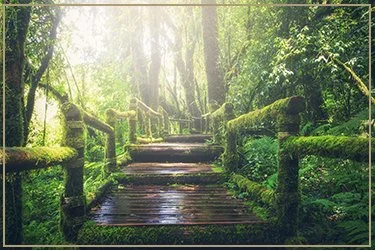 A moss-covered wooden bridge surrounded by lush green trees in a forest.