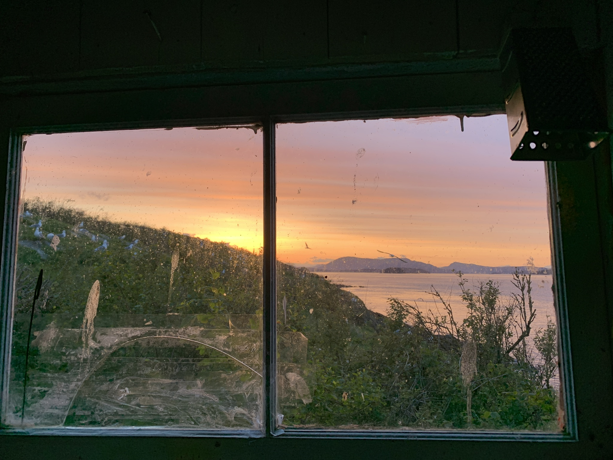 The real song sparrows of Mandarte Island