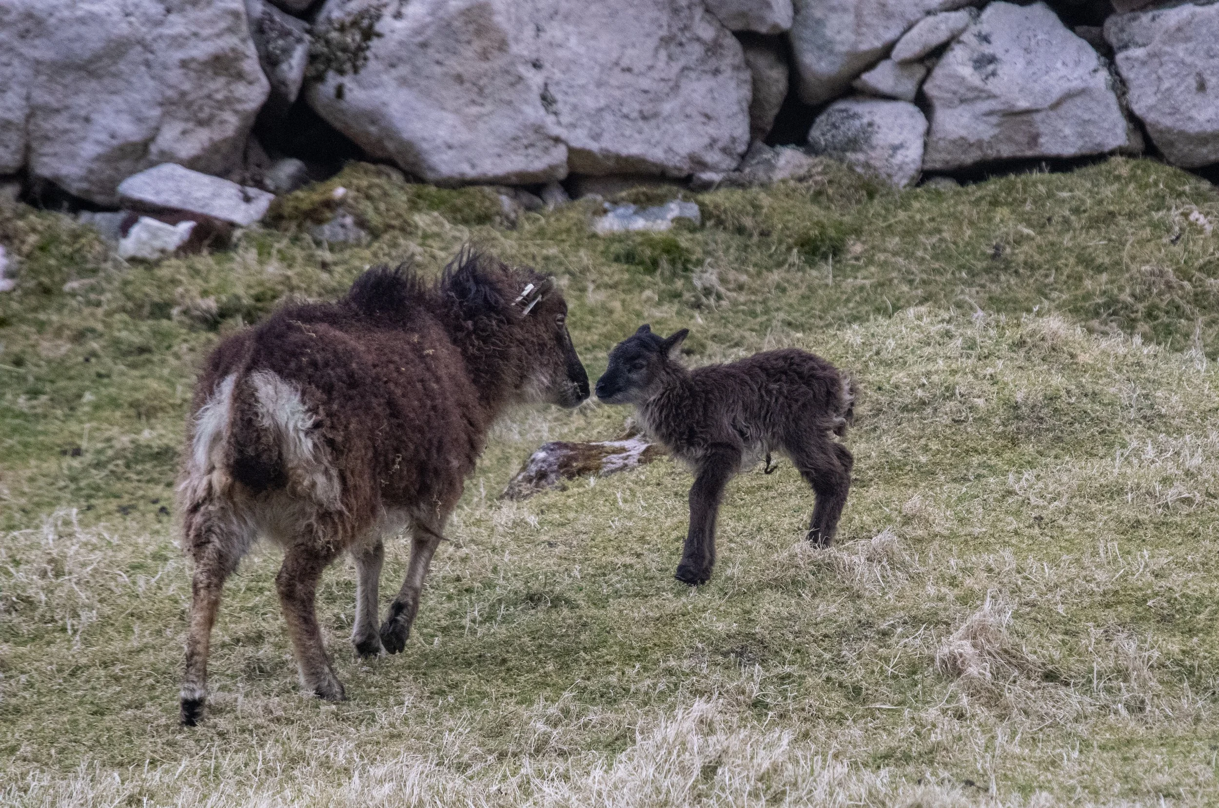 Springing into lambing