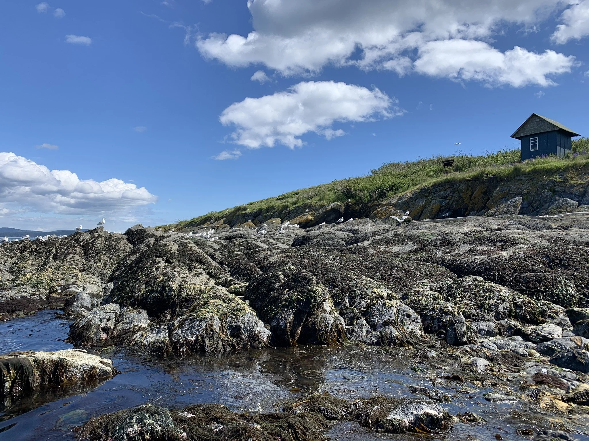 My new life in a bird colony