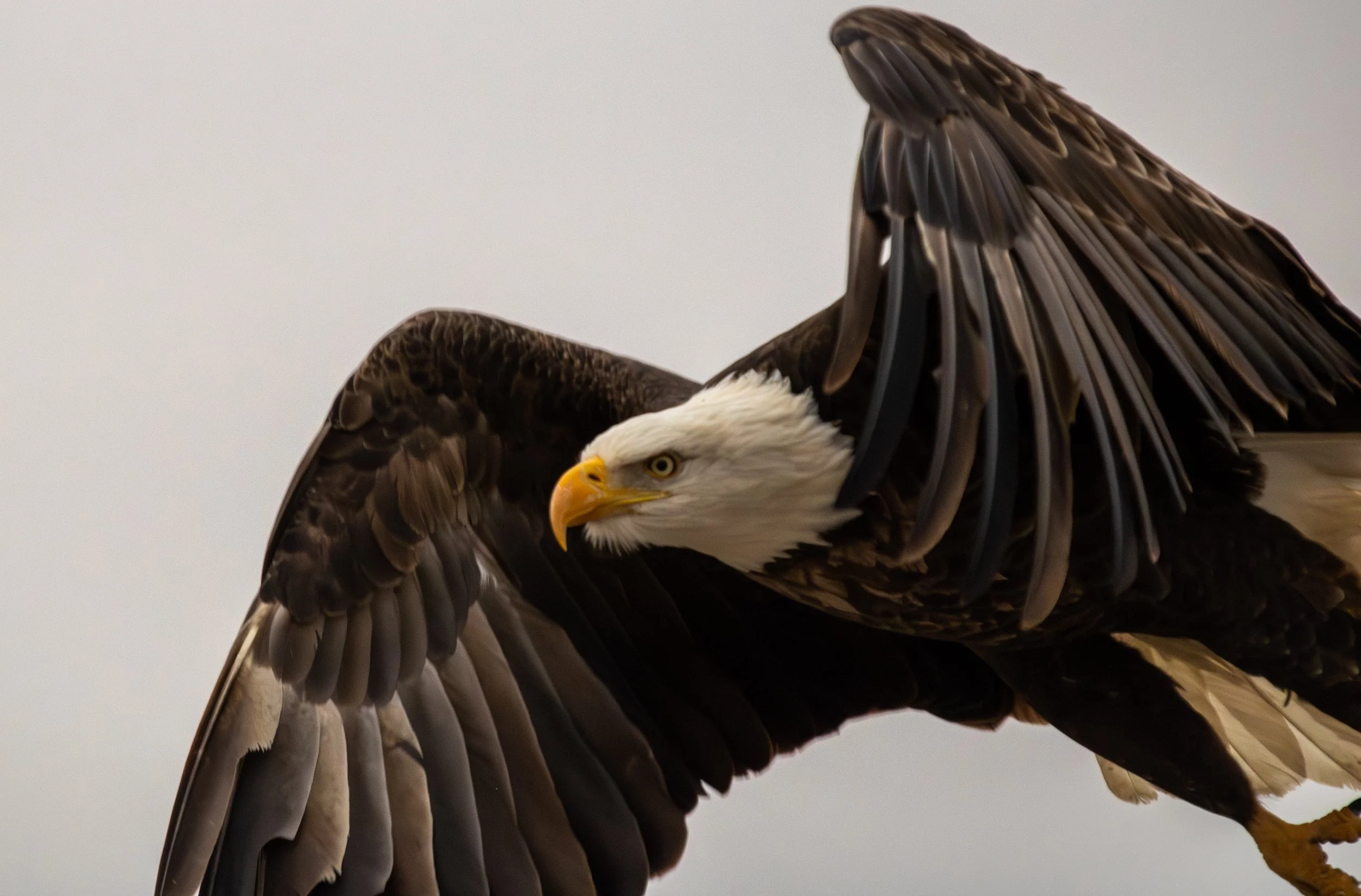 Counting B.C. Interior Swans and Eagles: A Half-Century of Citizen Science