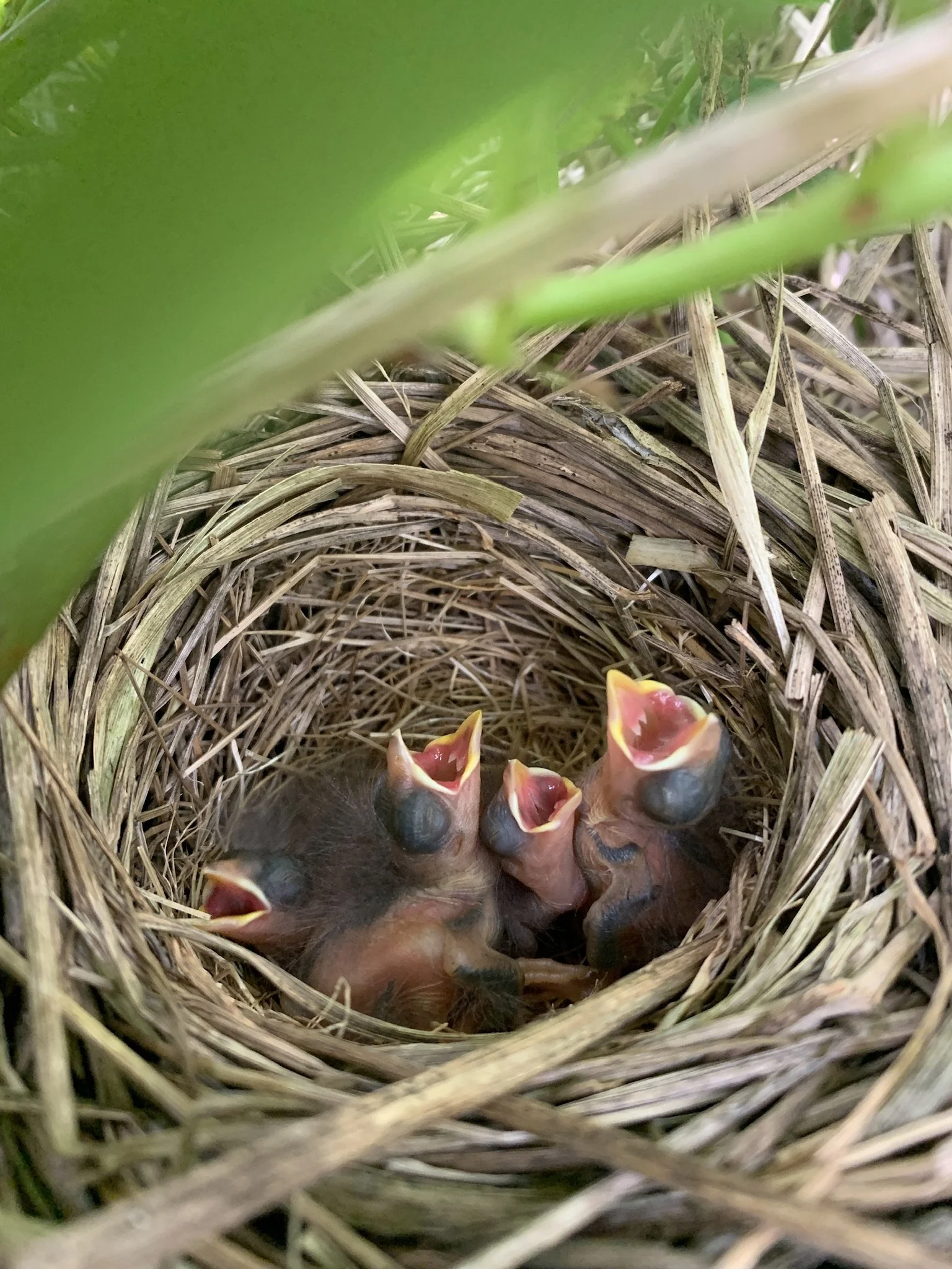 BABIES- babies everywhere!