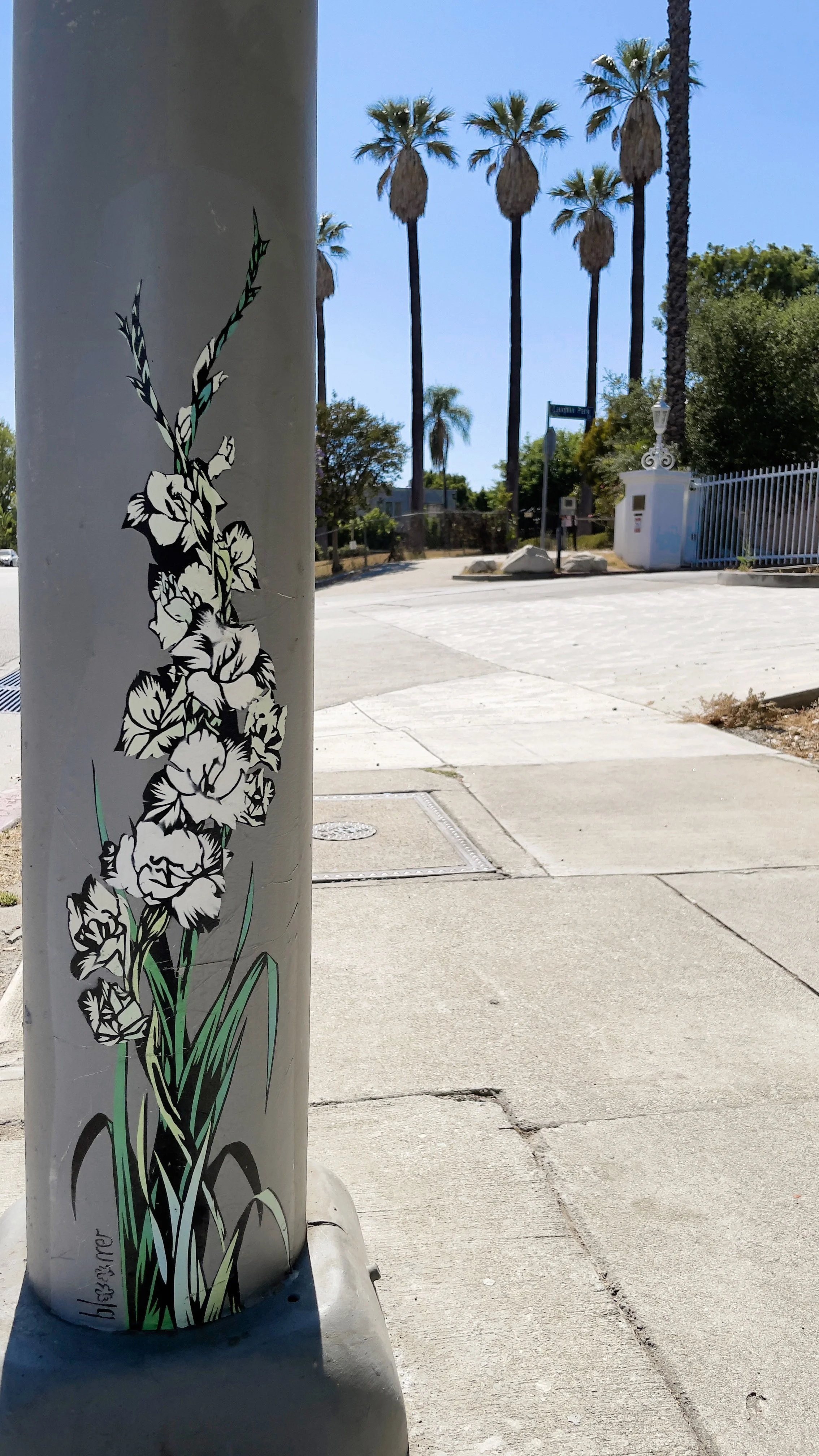 gladiolus hero shot.jpg