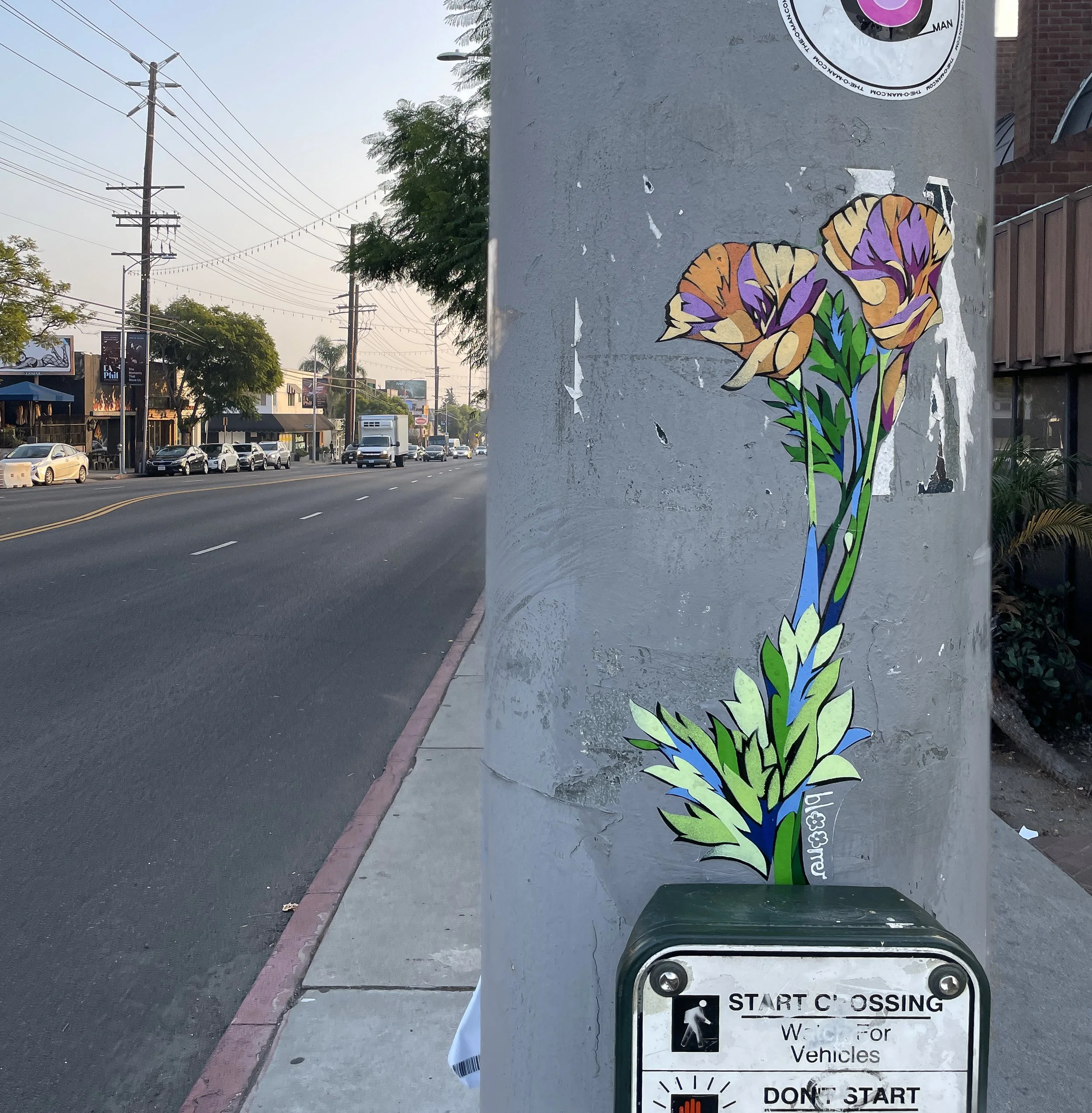 hillhurst poppies.JPG