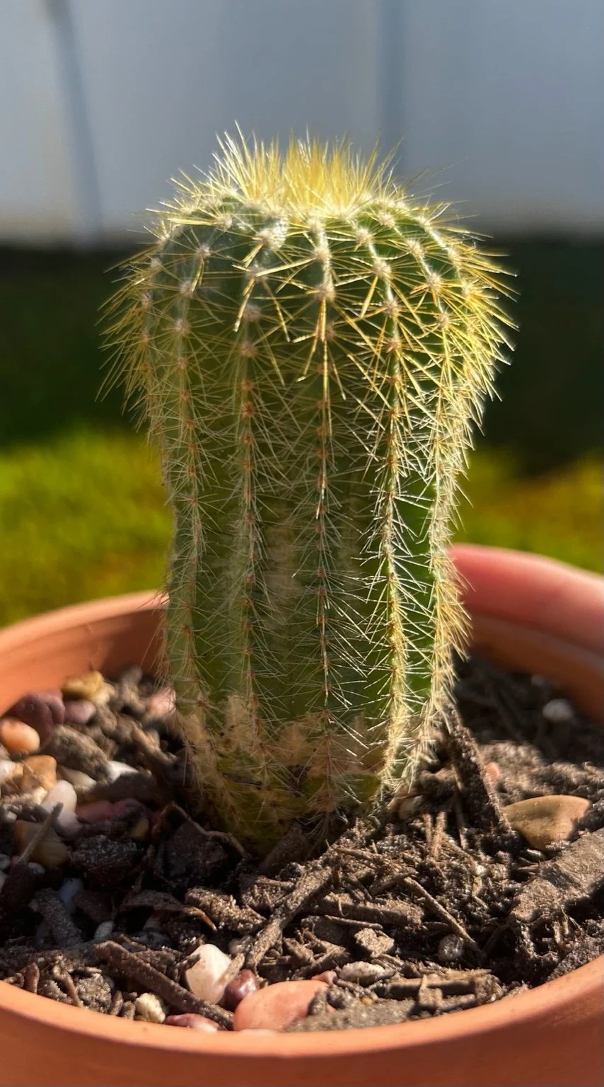 What My Cactus Taught Me: A Lesson in Sun Stress, Growth, and Paying Attention 🌵