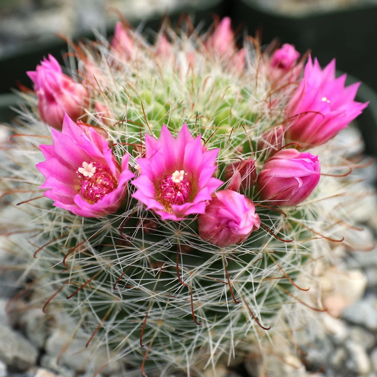 How to Grow Mammillaria Cactus: Complete Care Guide🌵