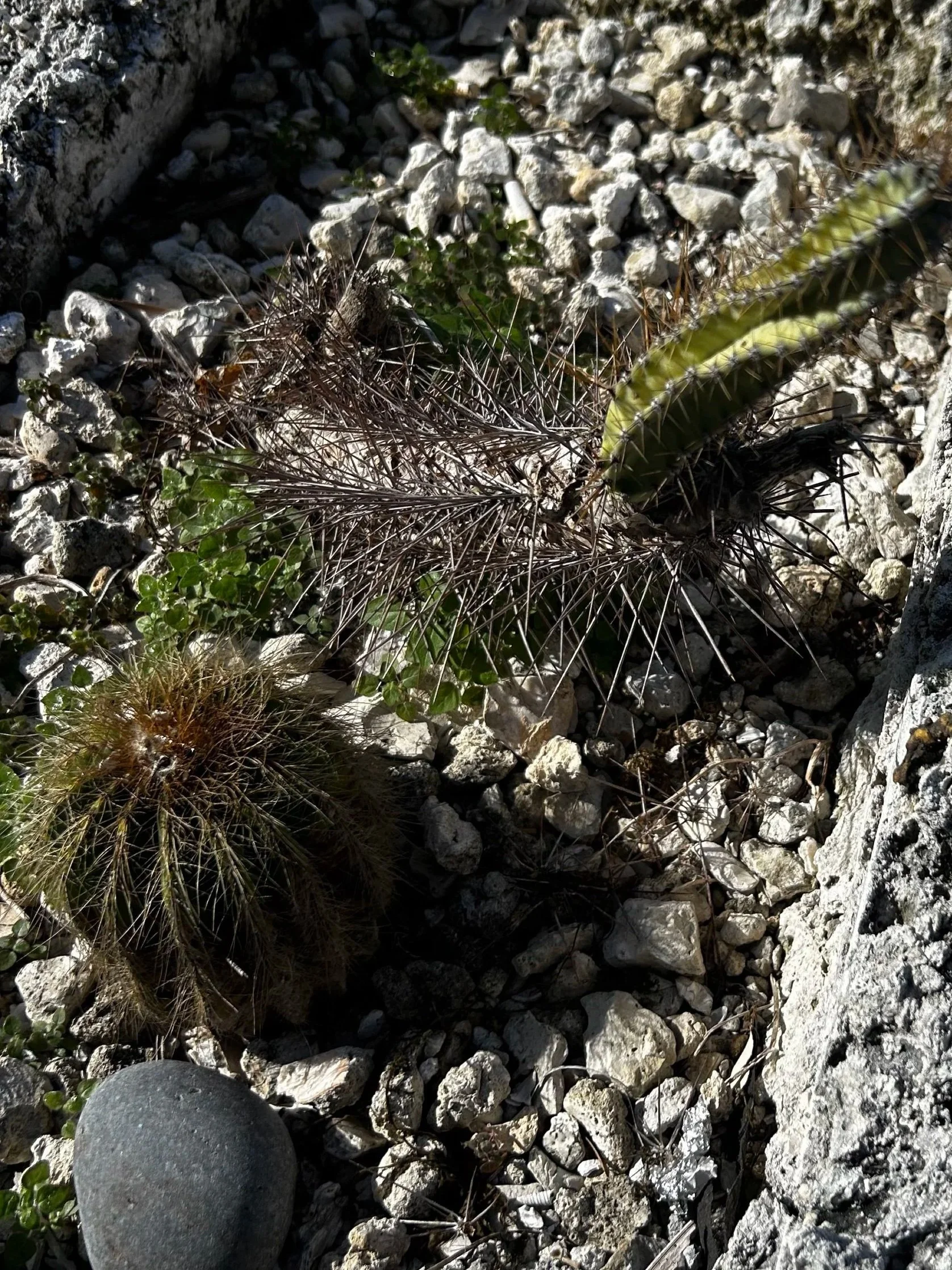 🌵 The Cactus Rescue Begins: An Inside Look at Two Cacti’s Restoration Journey 🌵
