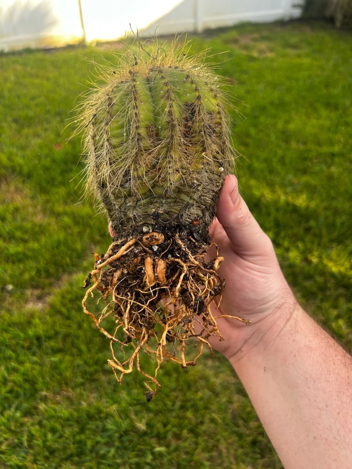 🌵 Cactus Rescue Journey – Phase 1: Assessing the Damage &amp; Beginning Recovery