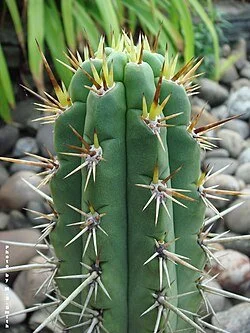 Echinopsis_peruviana_(kunthiana)_(1).jpg