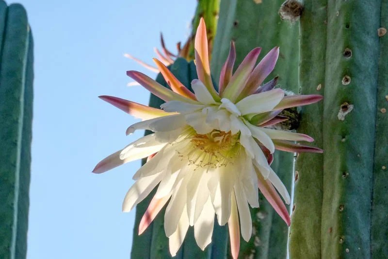 🌵 Expert Care Guide: Trichocereus (Columnar Cacti Group)