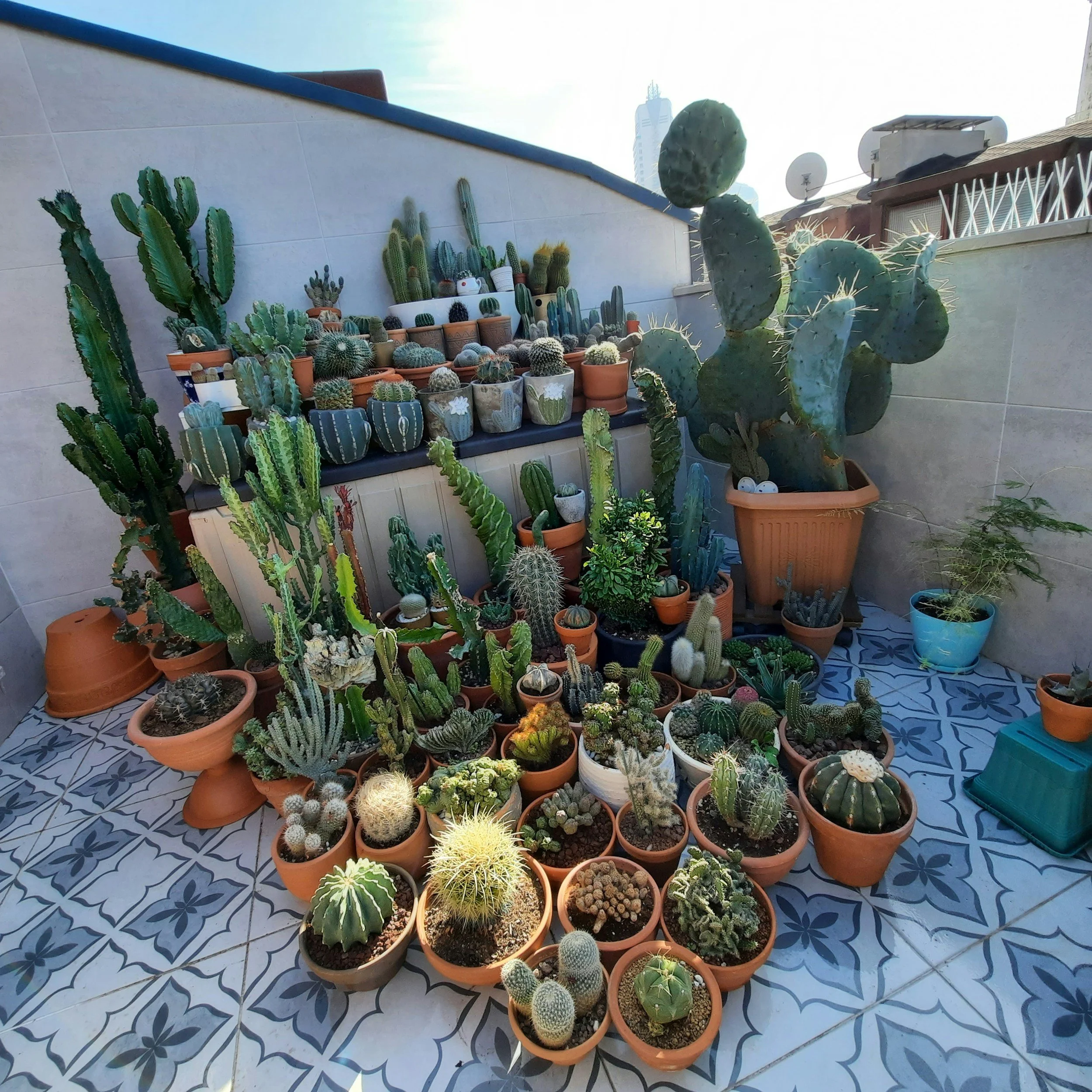 How to Build a Cactus Collection Without Going Overboard (Or Broke)