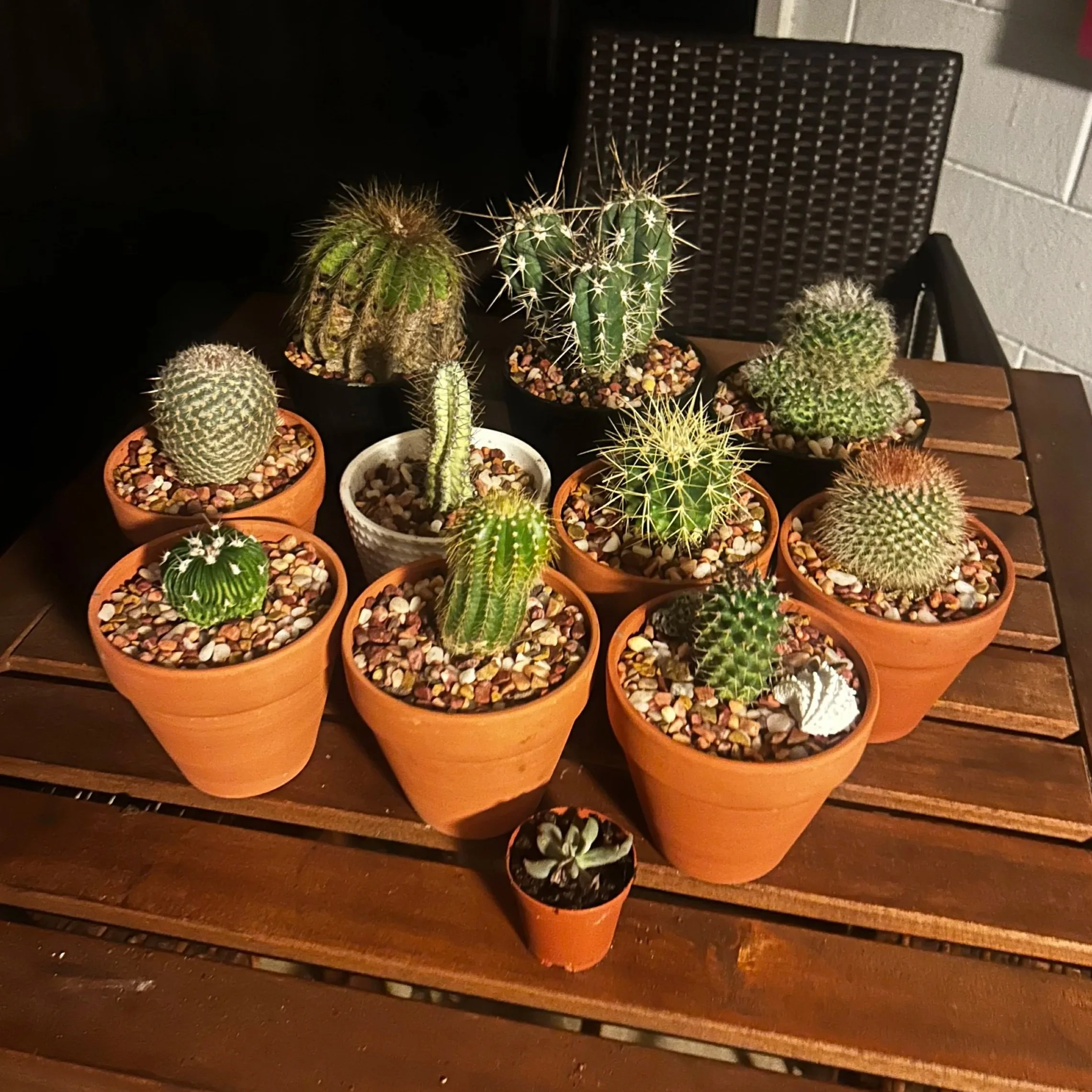 🌵 Choosing the Right Pot for Your Cactus