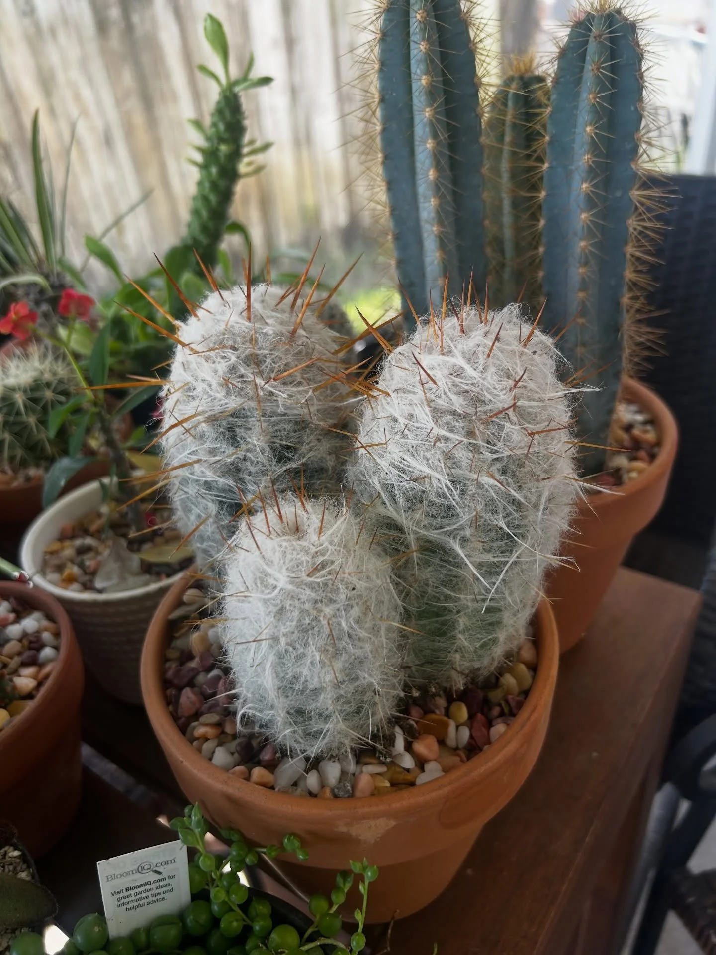 Couple of new kids on the block and some home updates for some of our classic customers. #cacticollectiveco #cactus #cactuscollection #cacticollection
