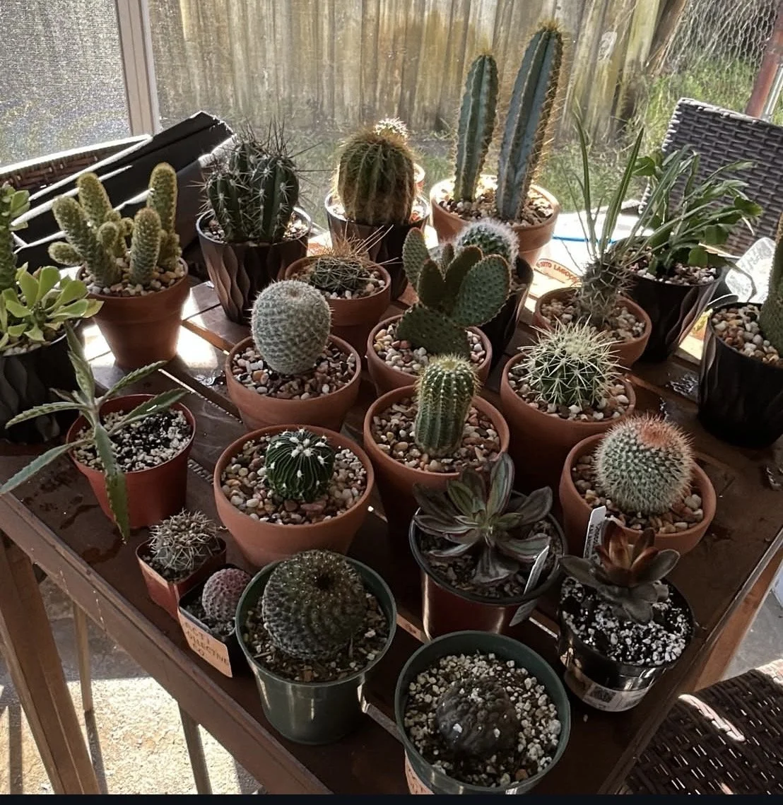 🌵 How to Choose the Right Pot for Your Cactus