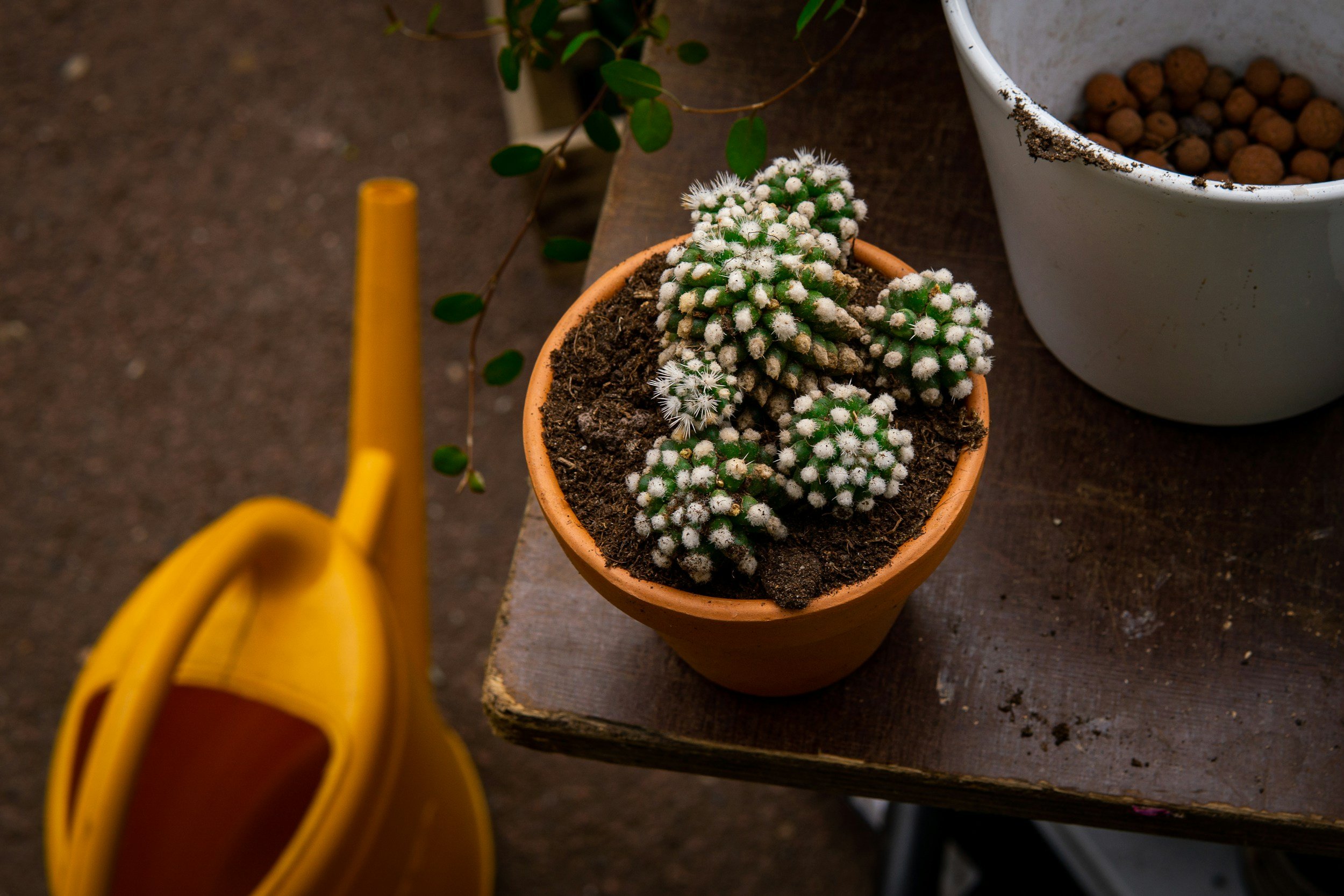 💦 The Ultimate Cactus Watering Guide: How Often &amp; How Much to Water 🌵