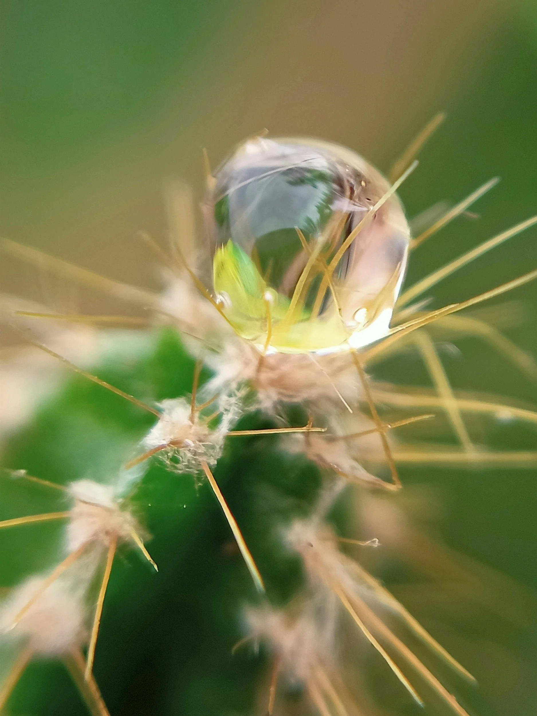 🌵 Overwatered vs Underwatered Cactus: How to Tell the Difference (and Fix It)