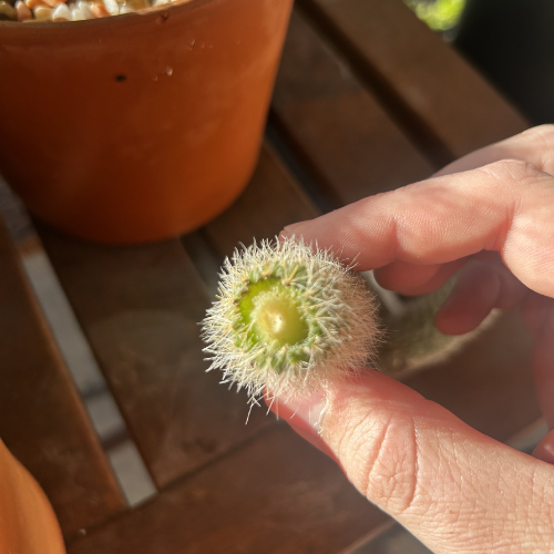 How I Dealt With Root Rot in My Cactus (What I Learned the Hard Way)