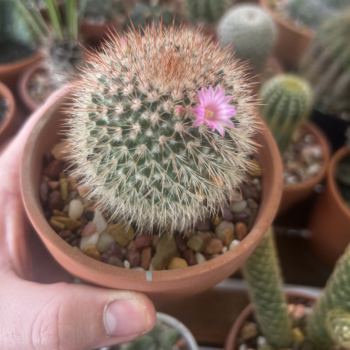 Why Terracotta Pots Are Best for Cactus (Beginner Guide)