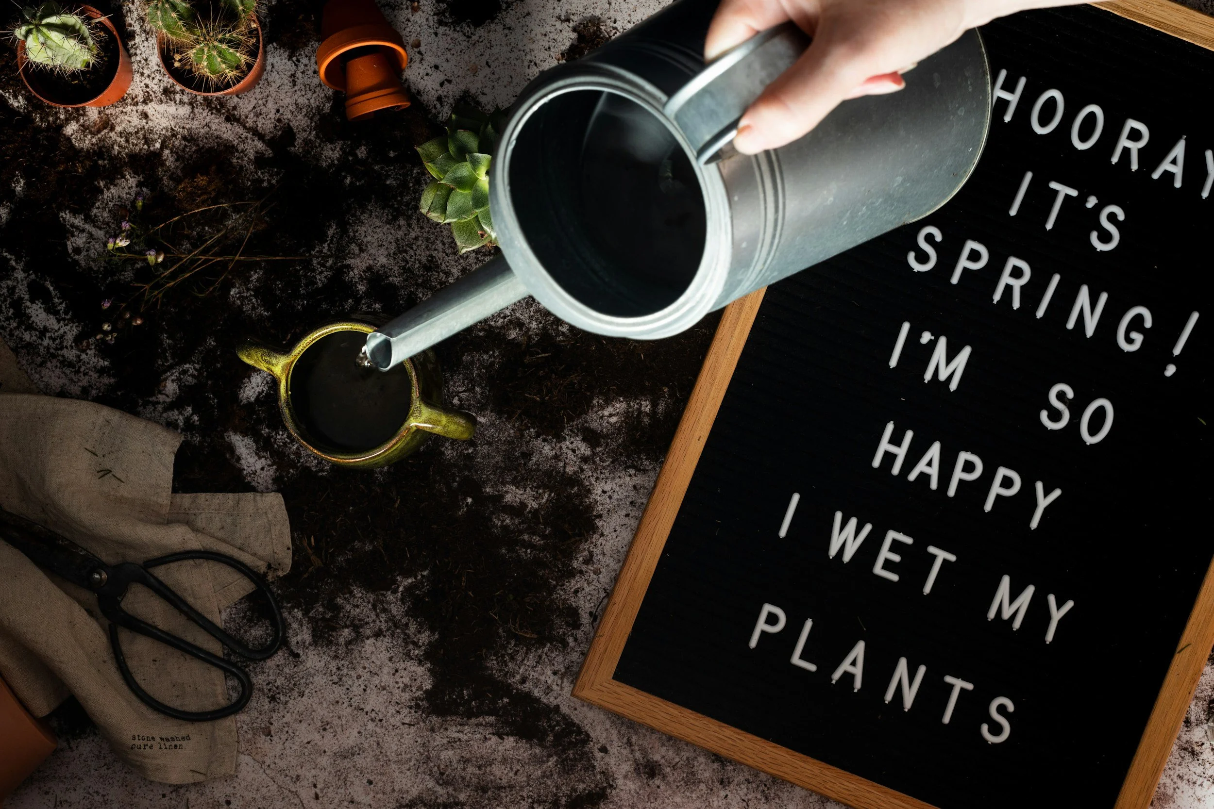 Bottom Watering vs Top Watering Cactus (Which Is Better?)