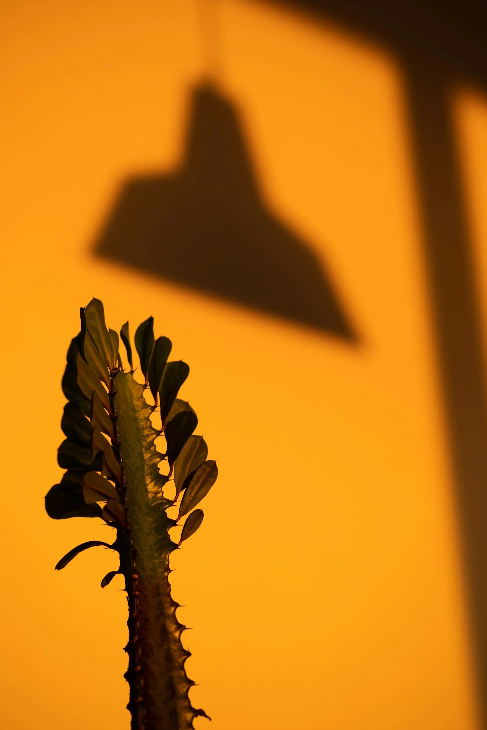 Signs Your Cactus Needs More Light (And How to Fix It)
