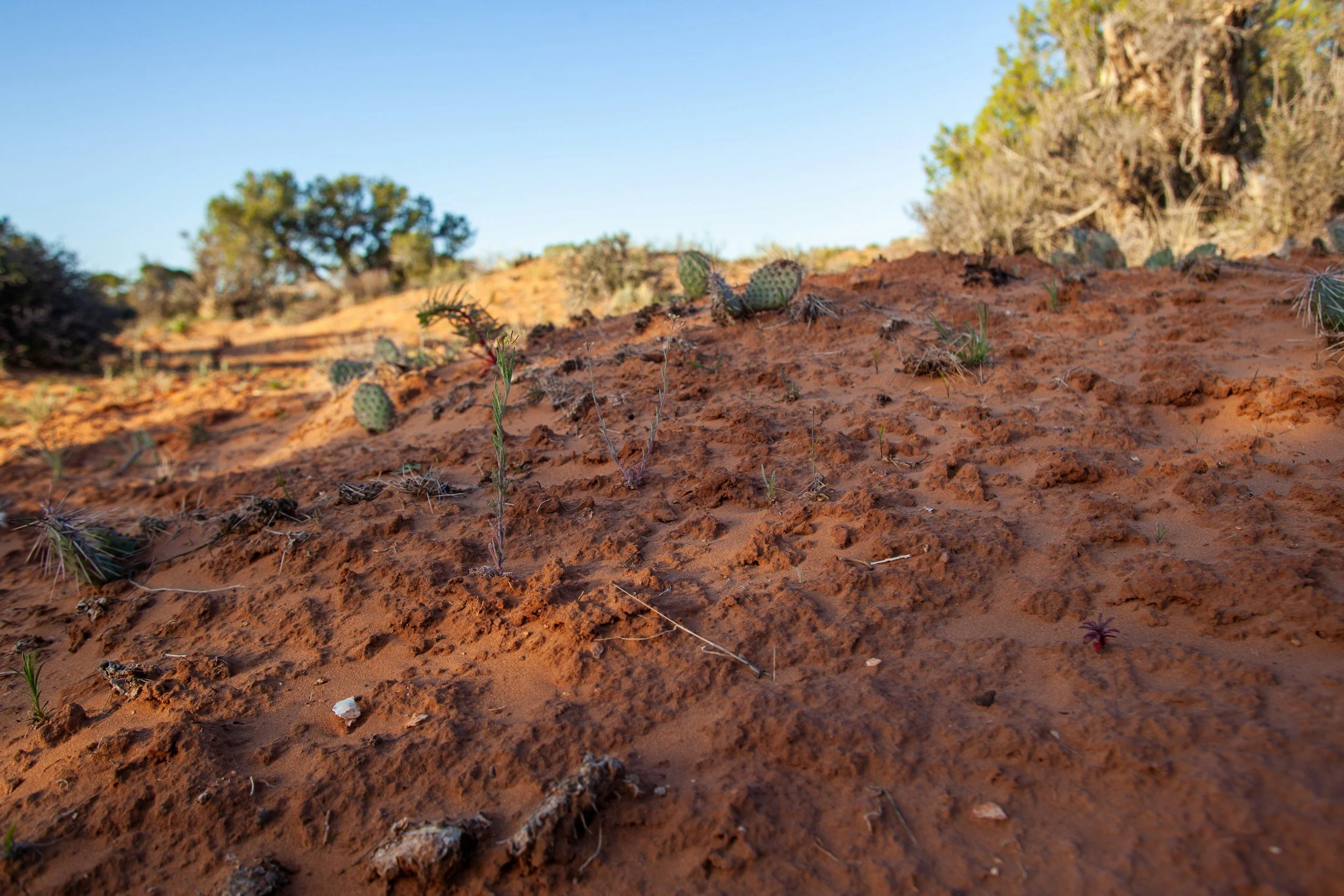 🌱 Reusing Cactus Soil: Is It a Good Idea?