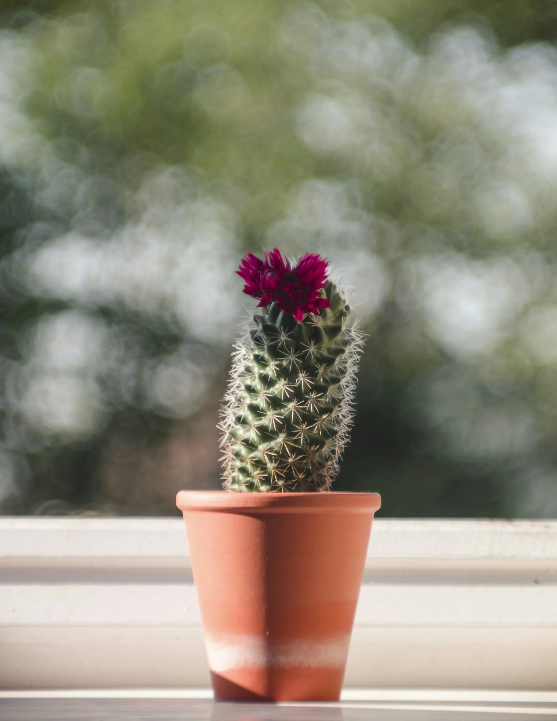 🌱 5 Signs It’s Time to Repot Your Cactus
