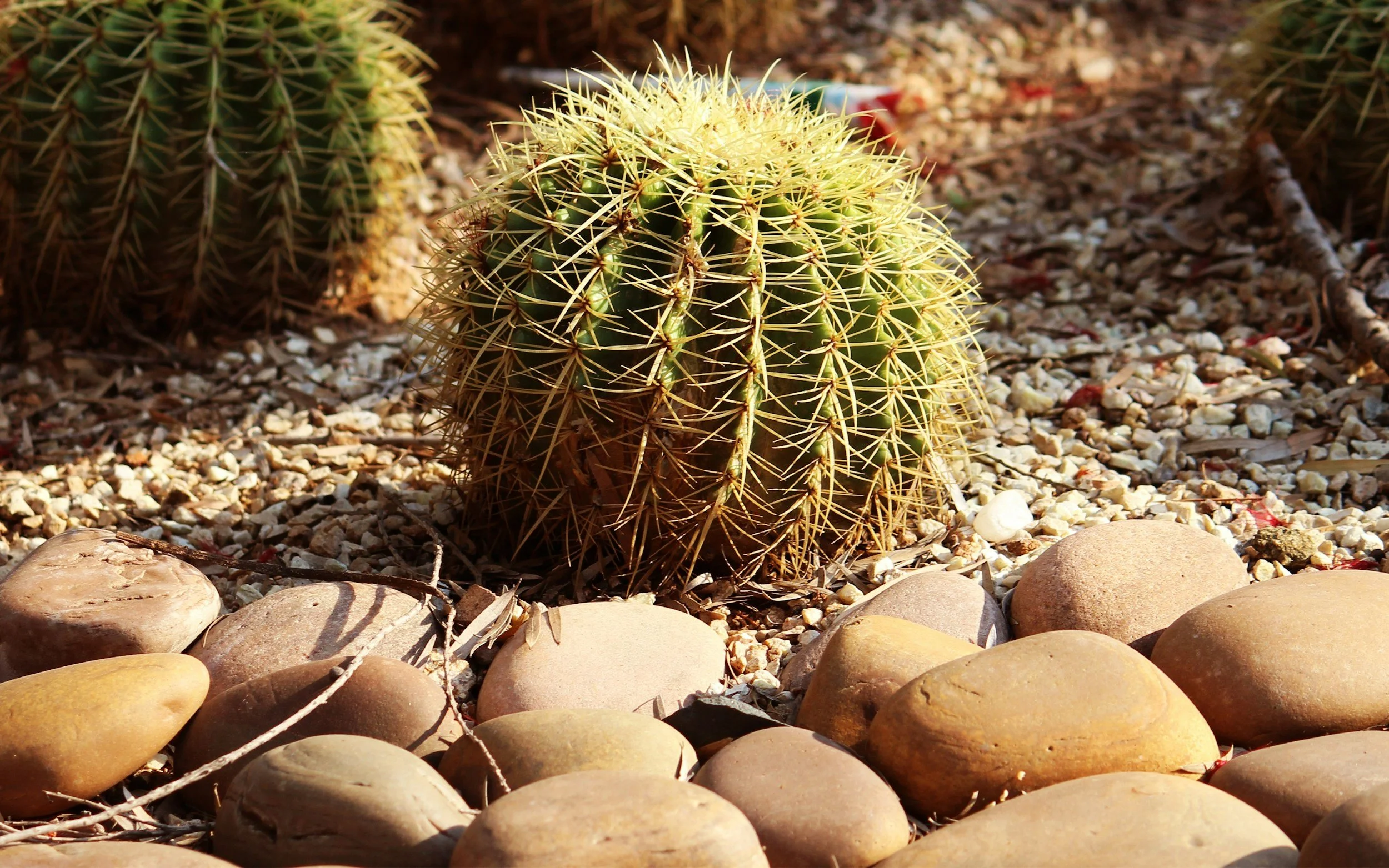 Different Types of Inorganic Soil for Cactus (And Why They Matter)