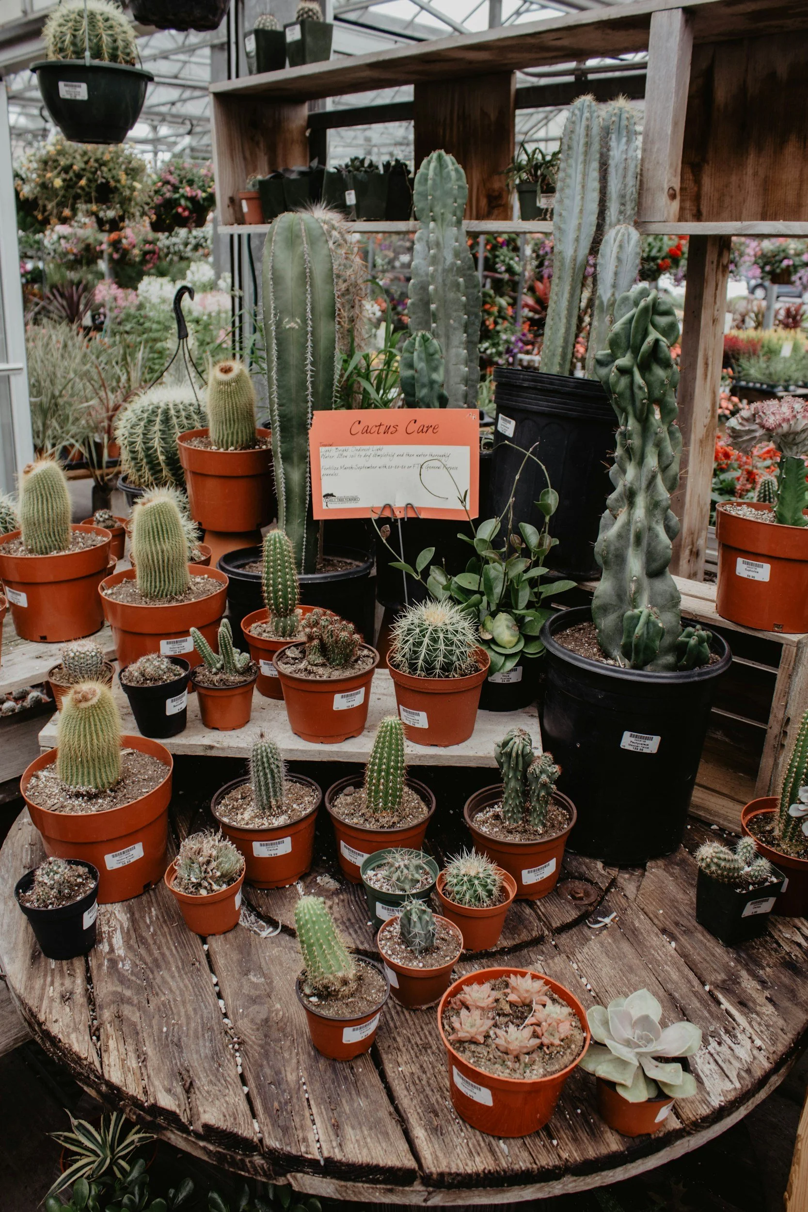 Top 5 Cacti to Start a Collection (Beginner-Friendly Picks)