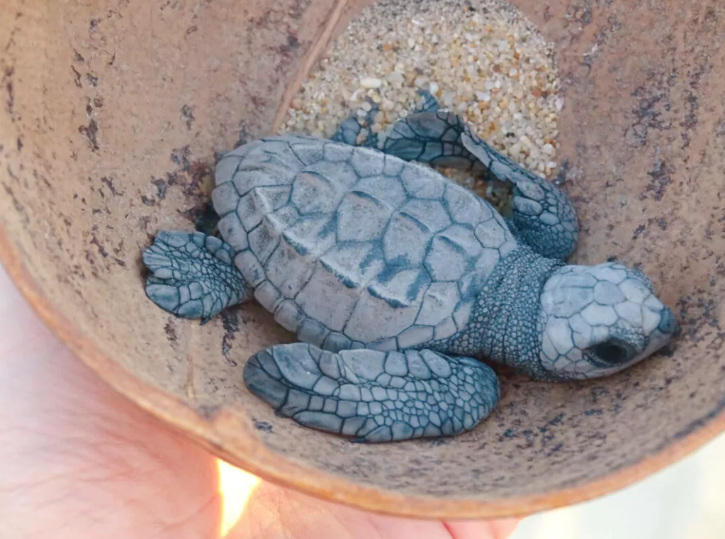 A small, gray baby turtle with a patterned shell and head is inside a clay pot with some sand and small pebbles on the bottom.
