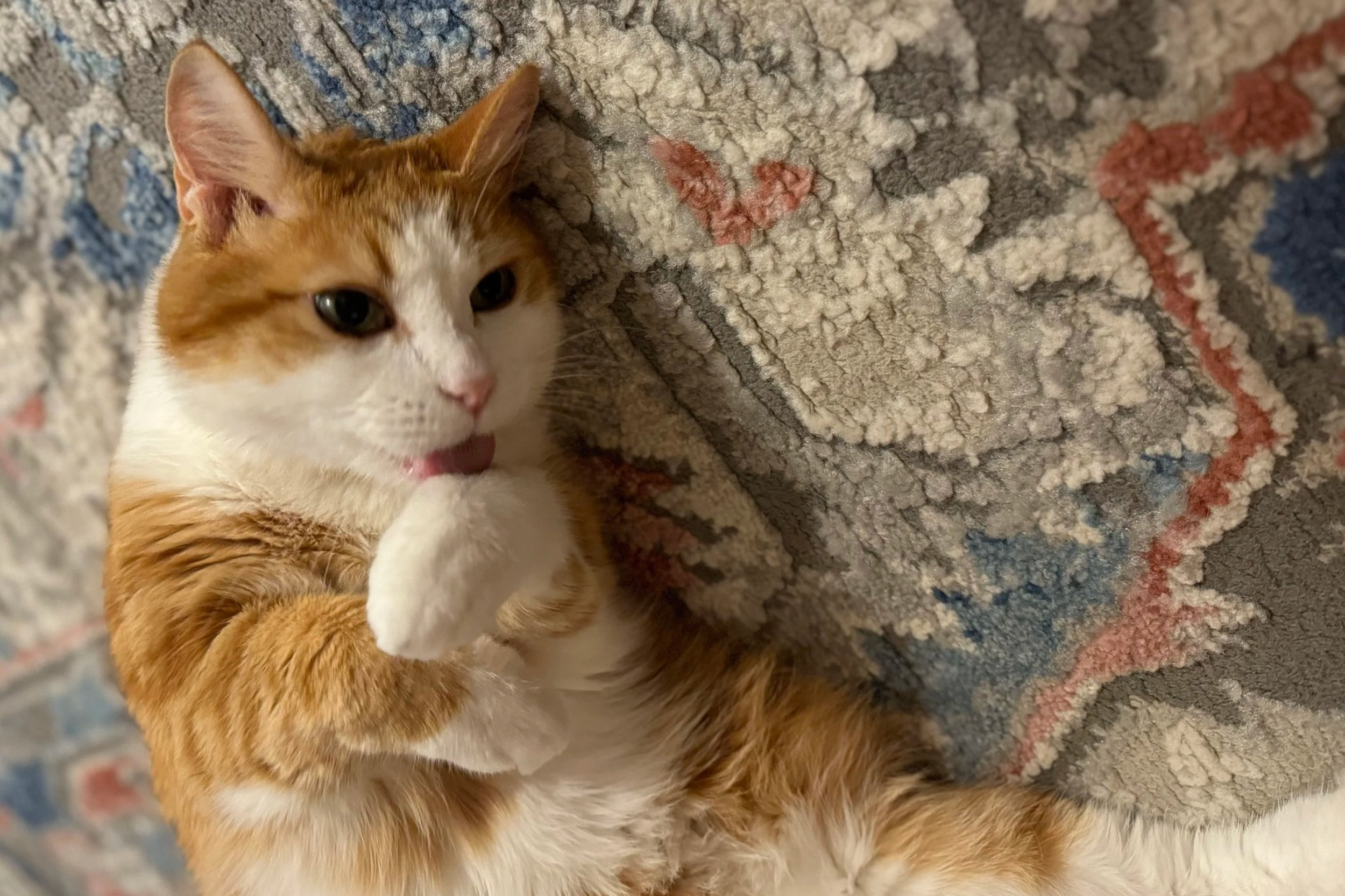 Mango, and Everything that Matters