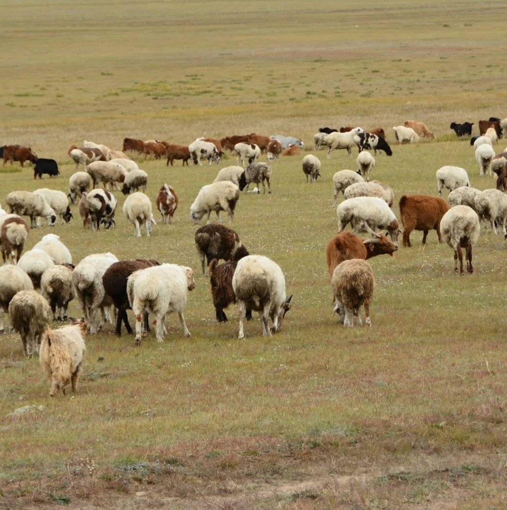 A herd of cows and sheep grazing on a grassy field under a cloudy sky.